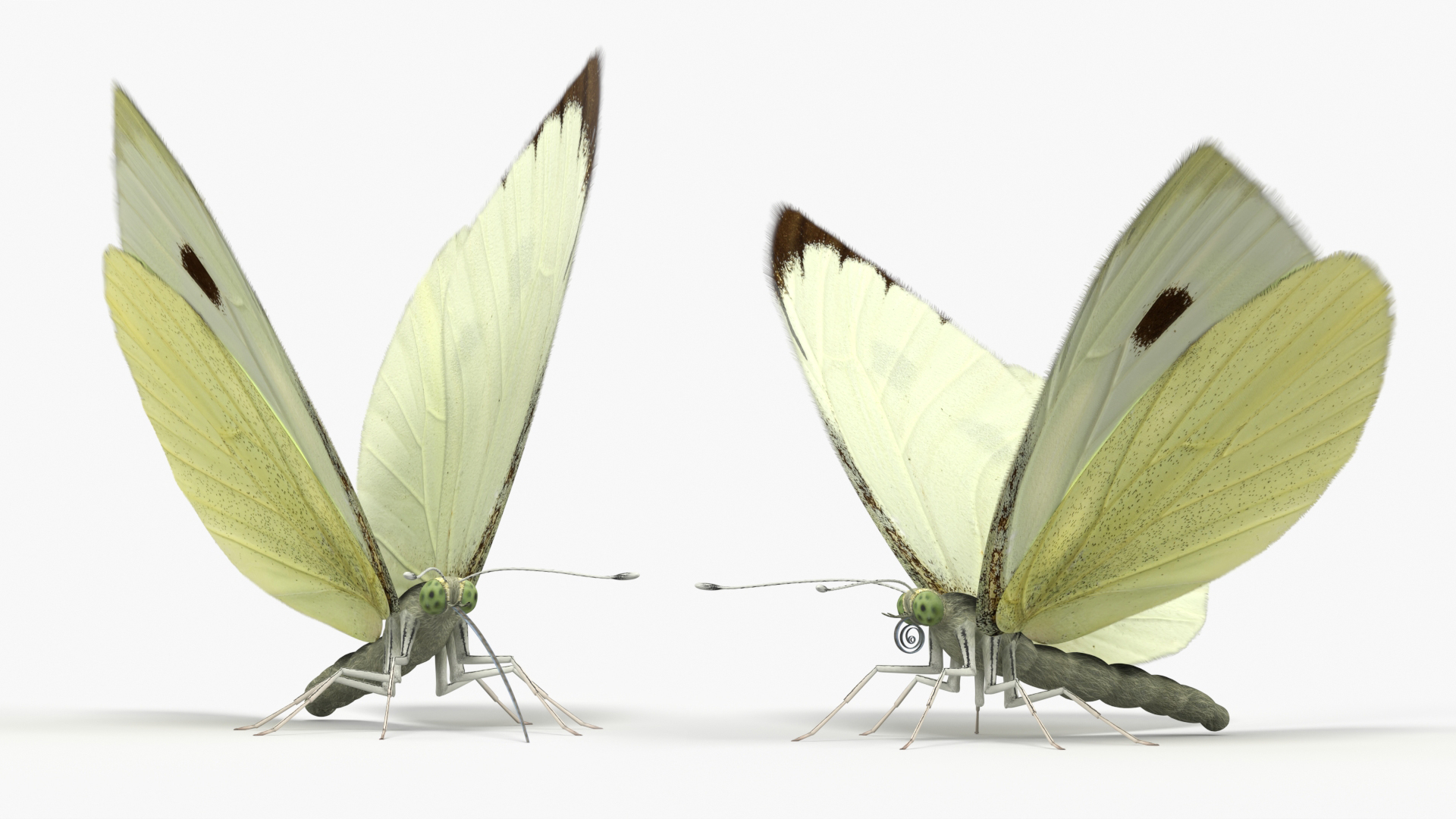 Female White Cabbage Butterfly Rigged - view 5