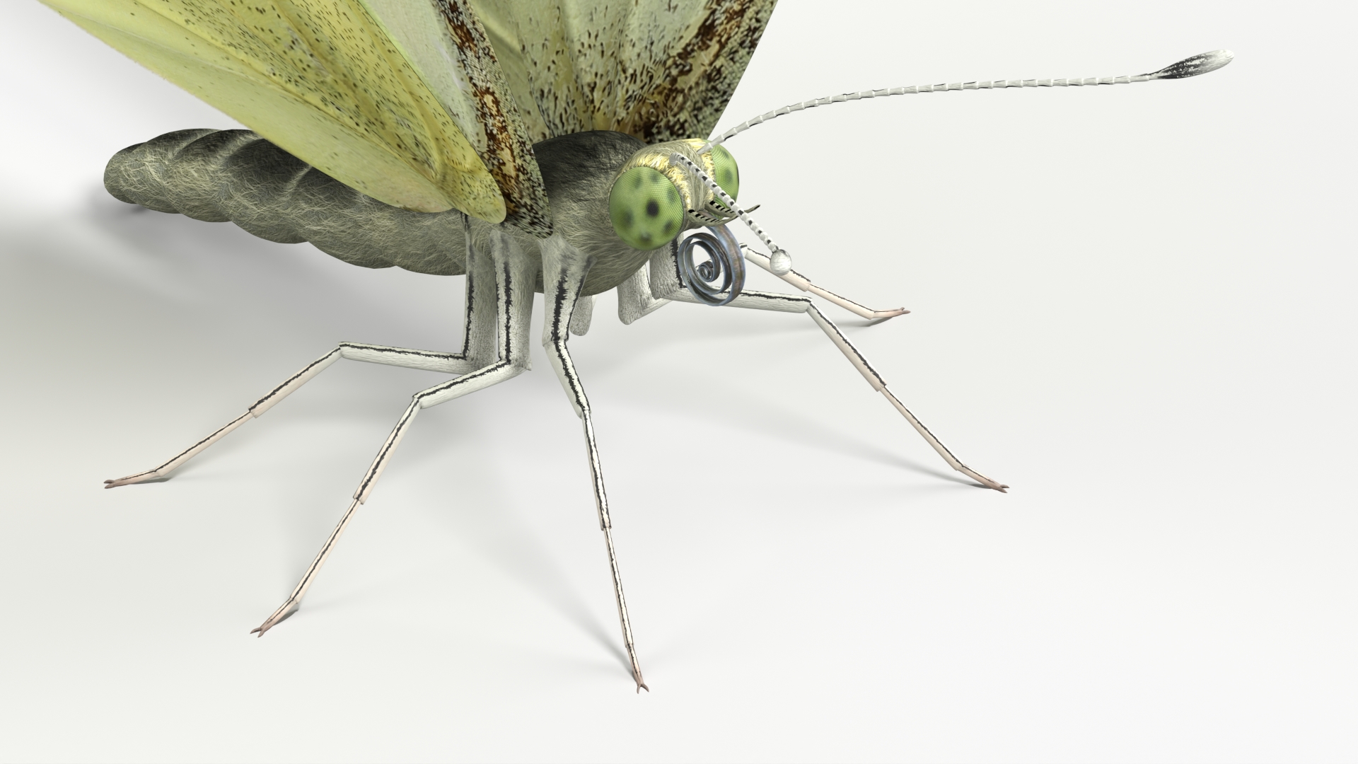 Female White Cabbage Butterfly Rigged - view 10