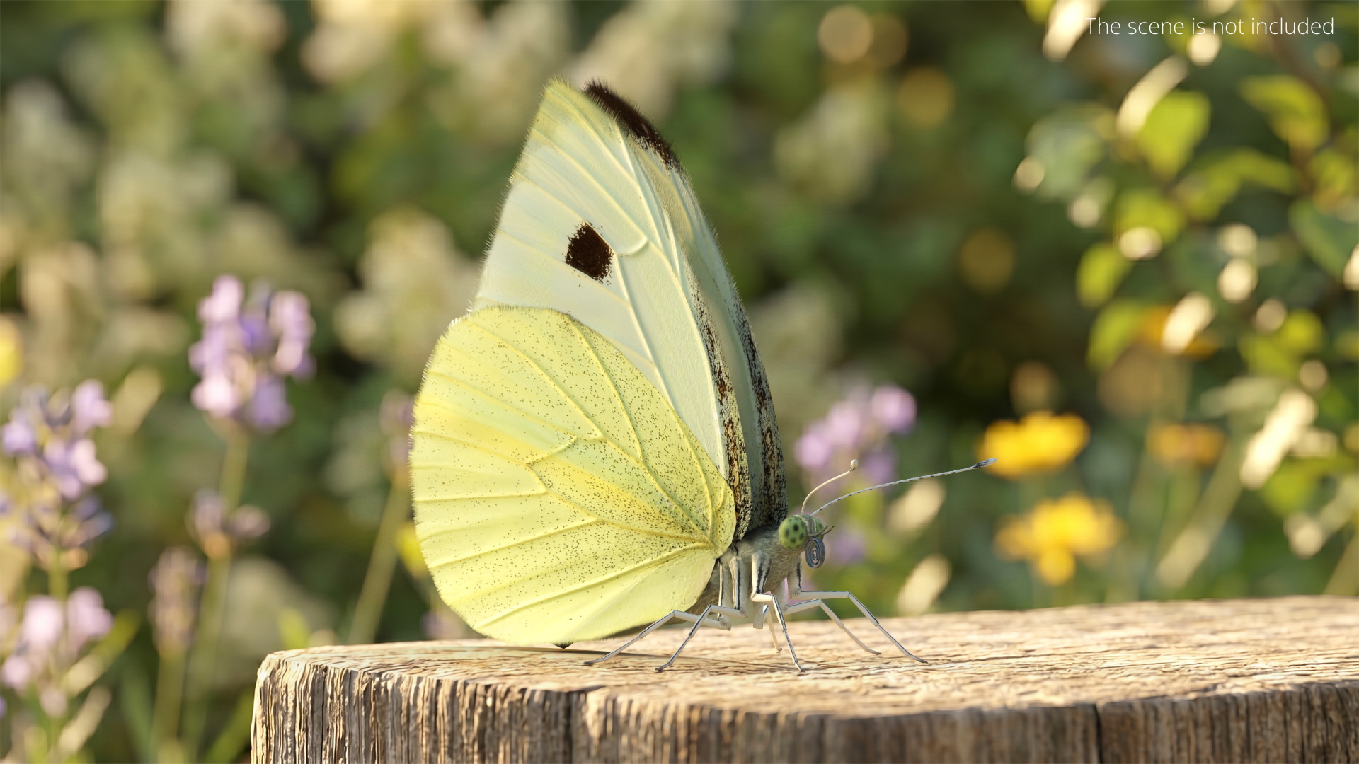 Female White Cabbage Butterfly Rigged - view 3
