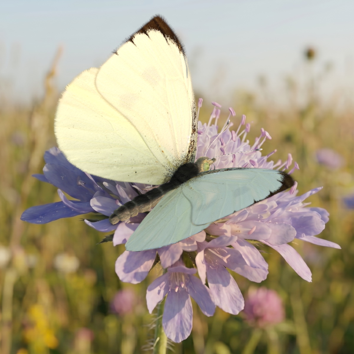 Female White Cabbage Butterfly Rigged 3D model preview
