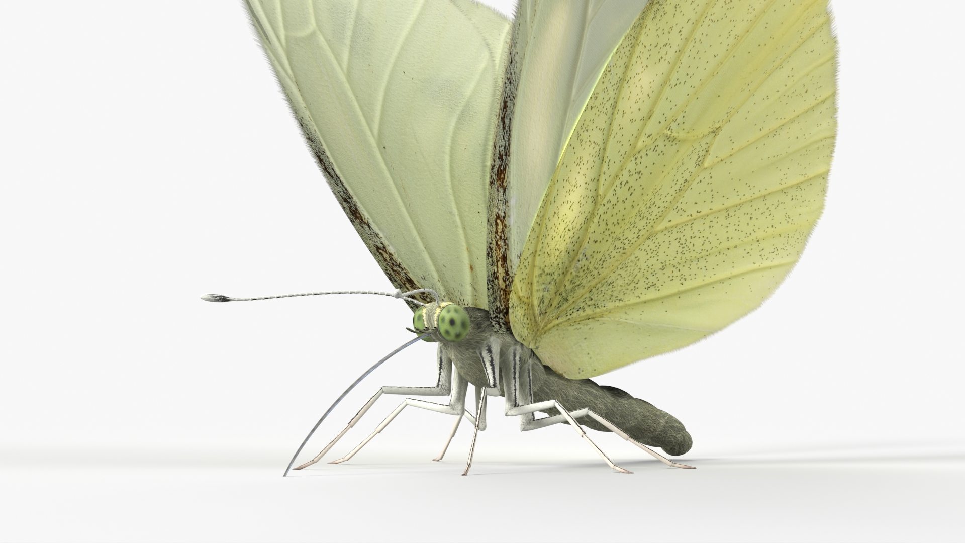 Female White Cabbage Butterfly Rigged - view 11