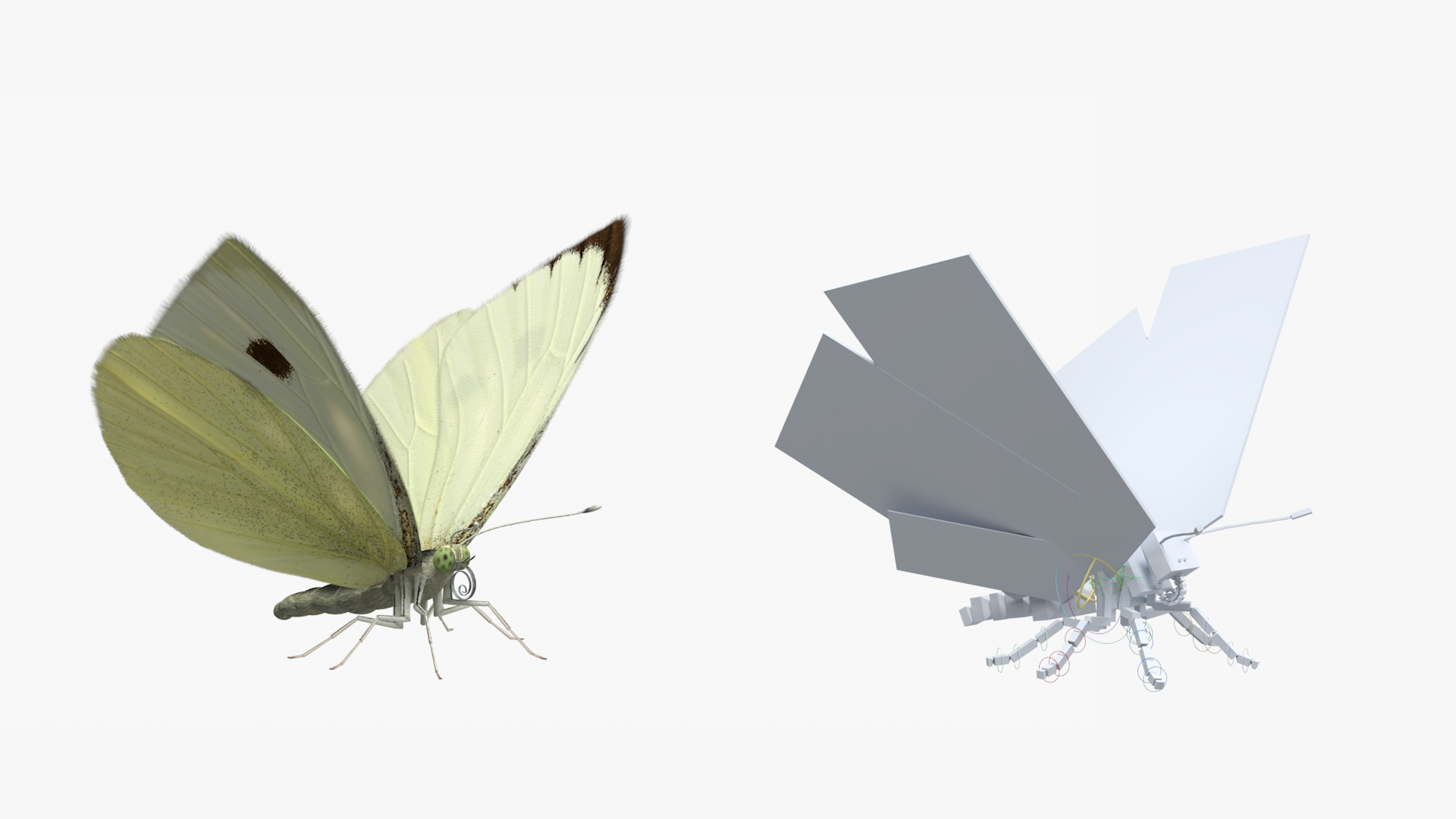 Female White Cabbage Butterfly Rigged - view 4