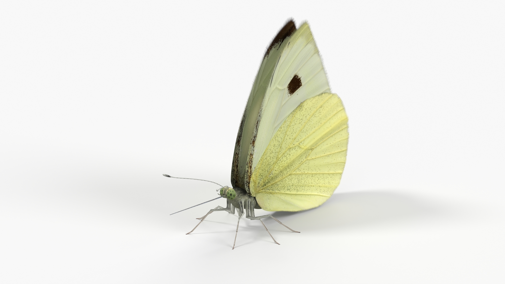 Female White Cabbage Butterfly Rigged - view 6