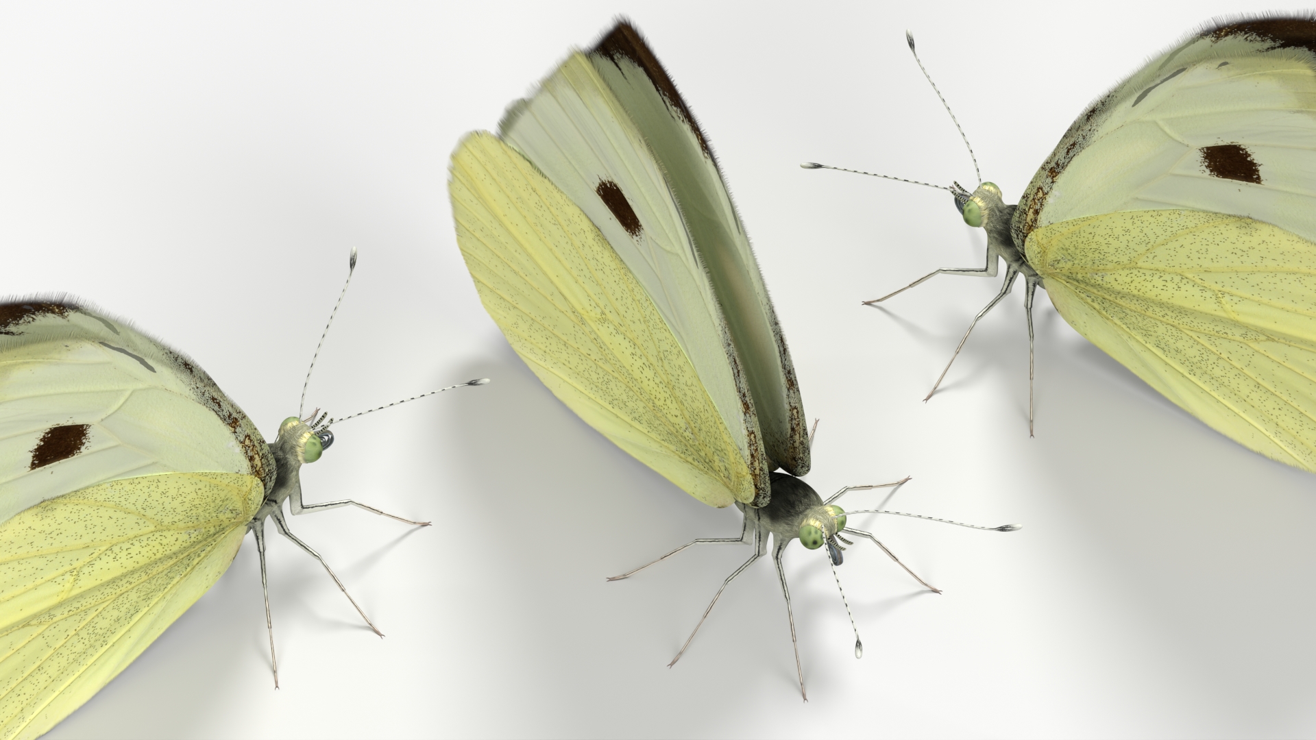 Female White Cabbage Butterfly Rigged - view 8