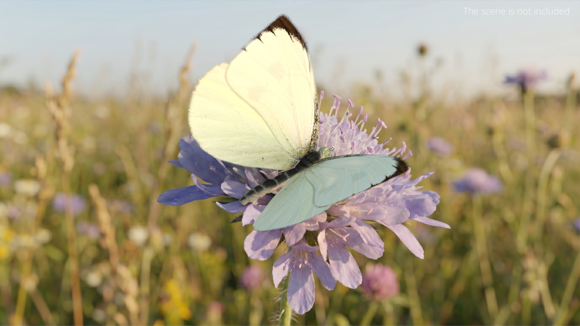 Female White Cabbage Butterfly Rigged - view 2