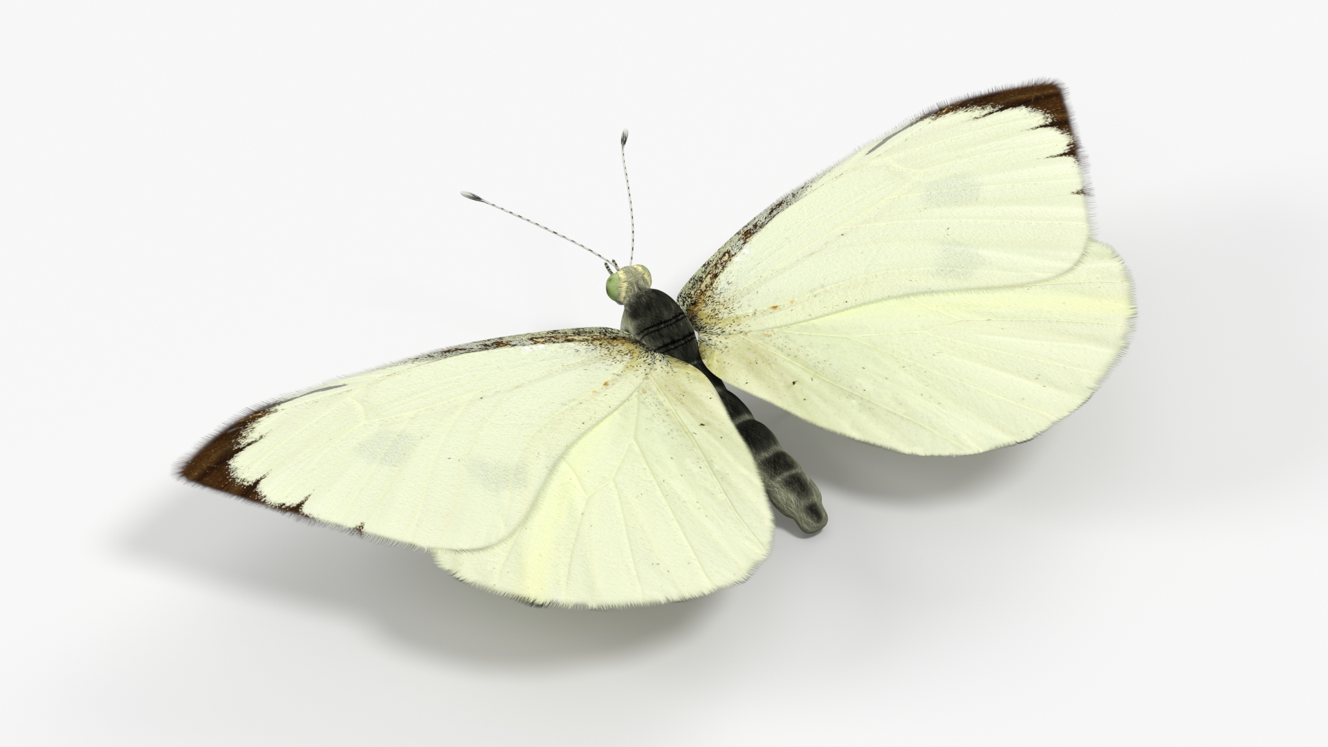 Female White Cabbage Butterfly Rigged - view 7