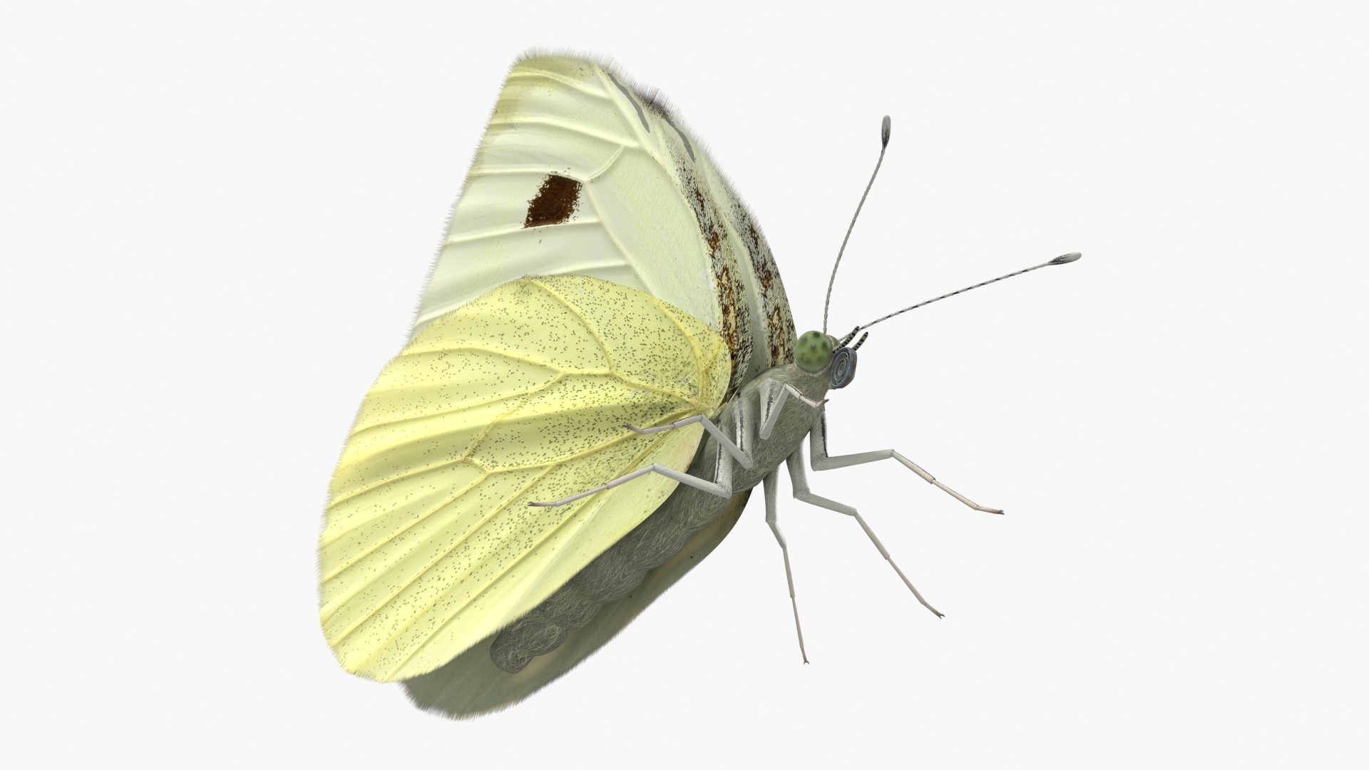 Female White Cabbage Butterfly Rigged - view 9