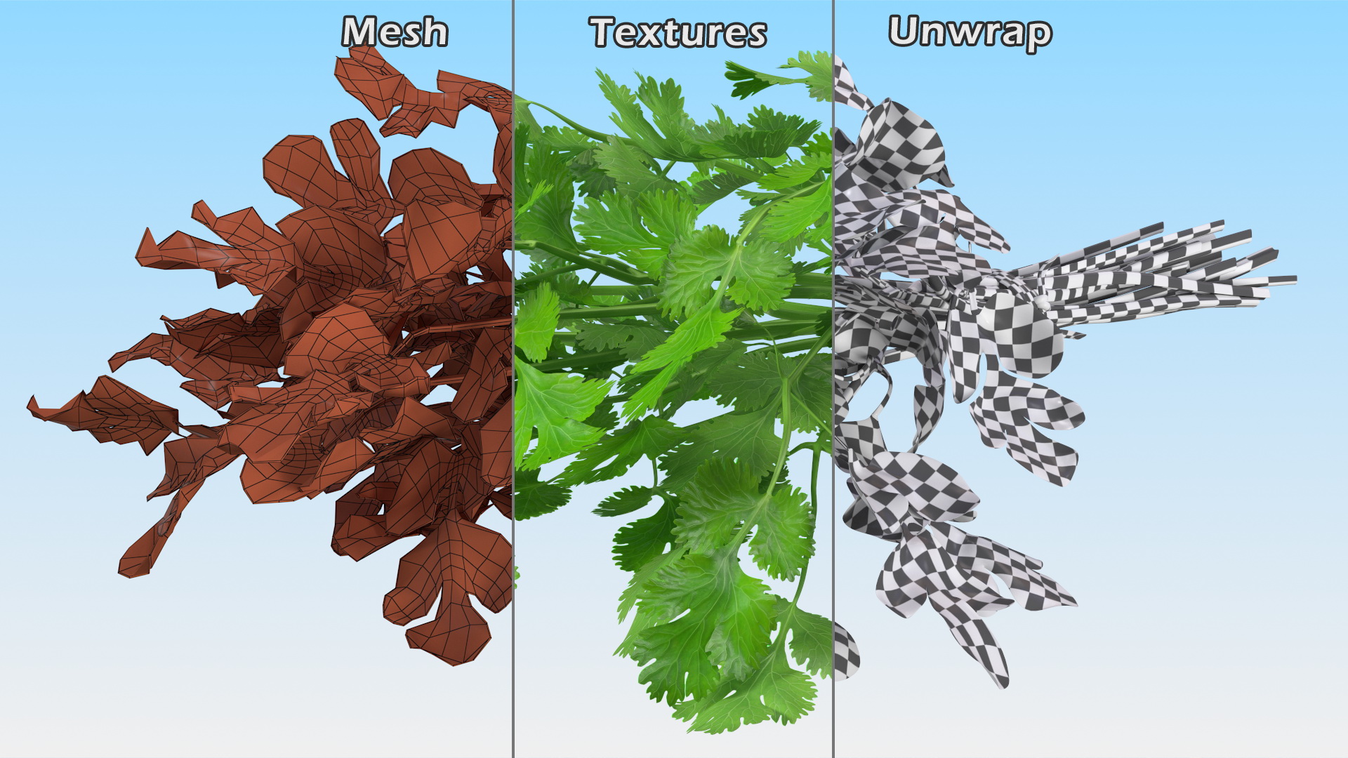 Cilantro Bunch With Rope 3D model