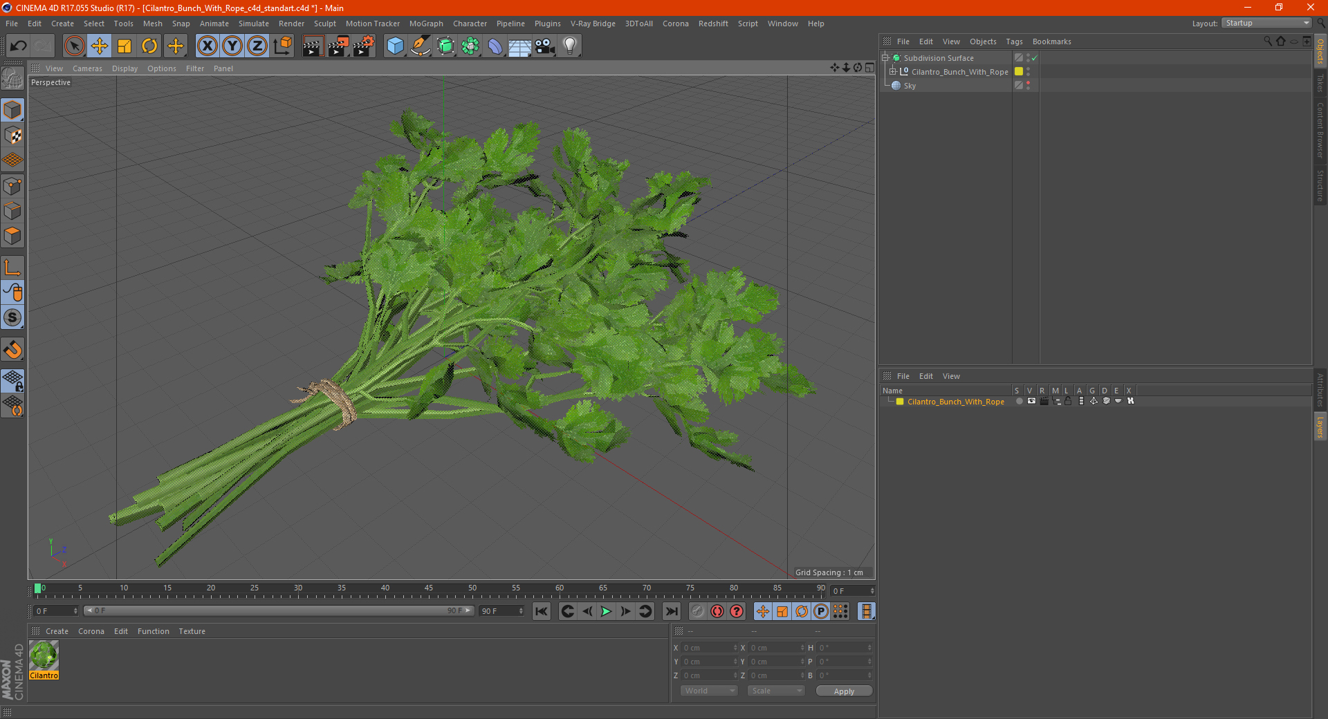 Cilantro Bunch With Rope 3D model