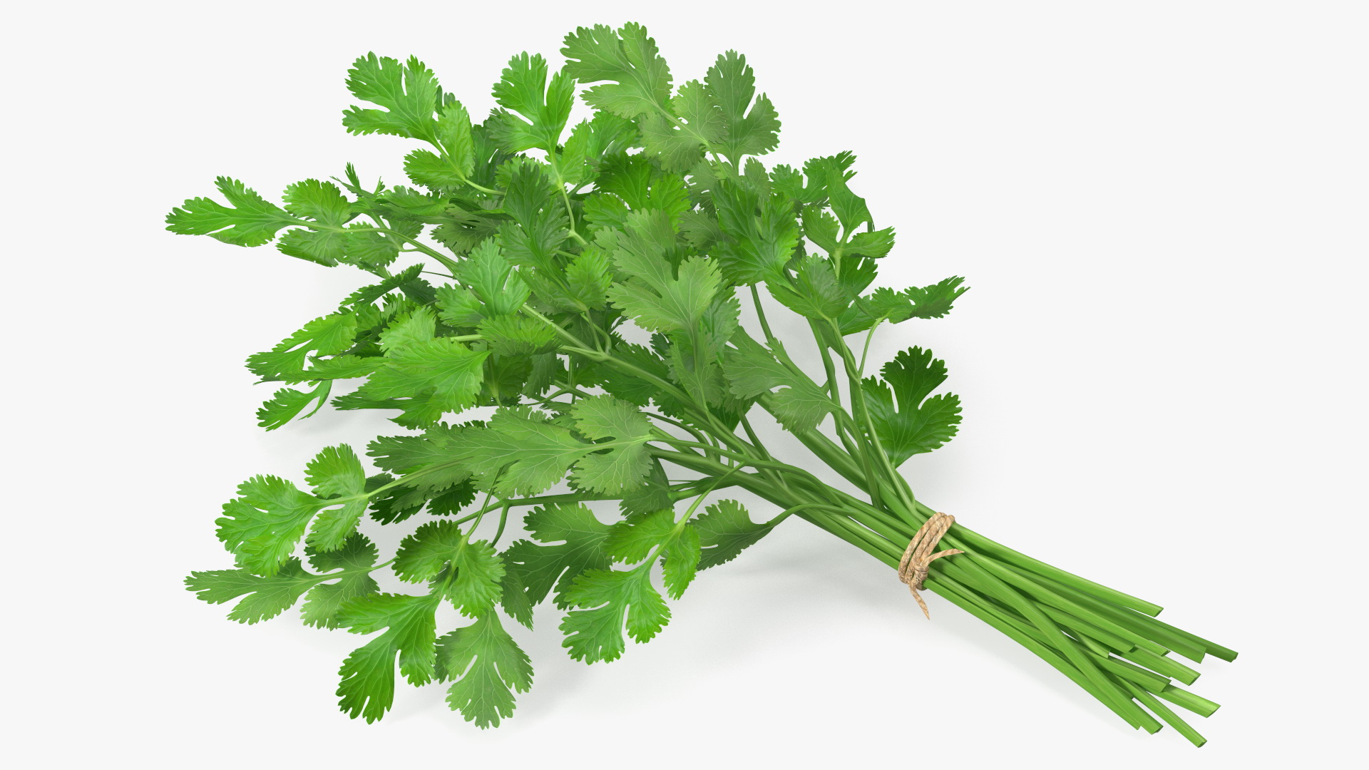 Cilantro Bunch With Rope 3D model