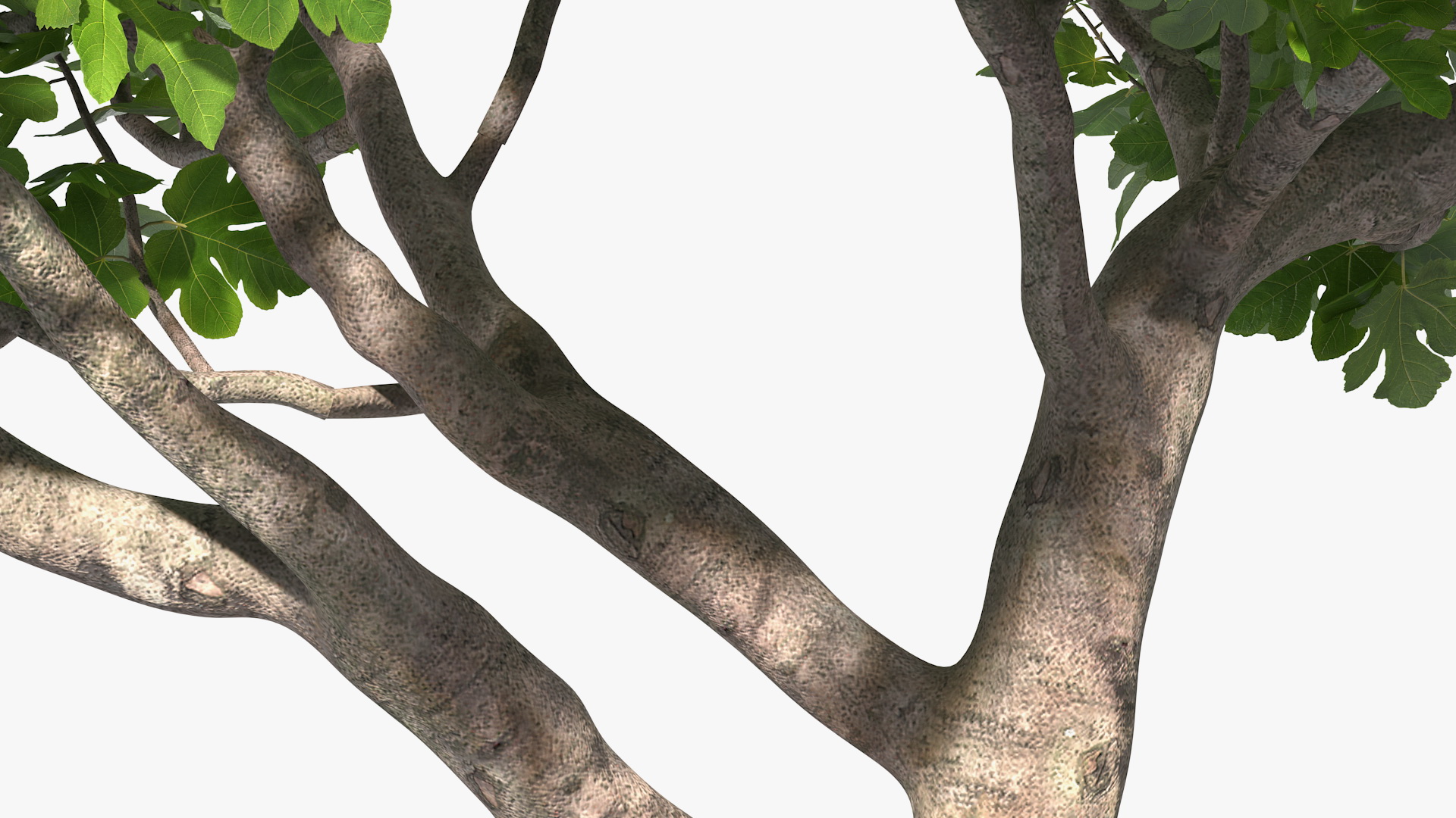 Big Fig Tree 3D