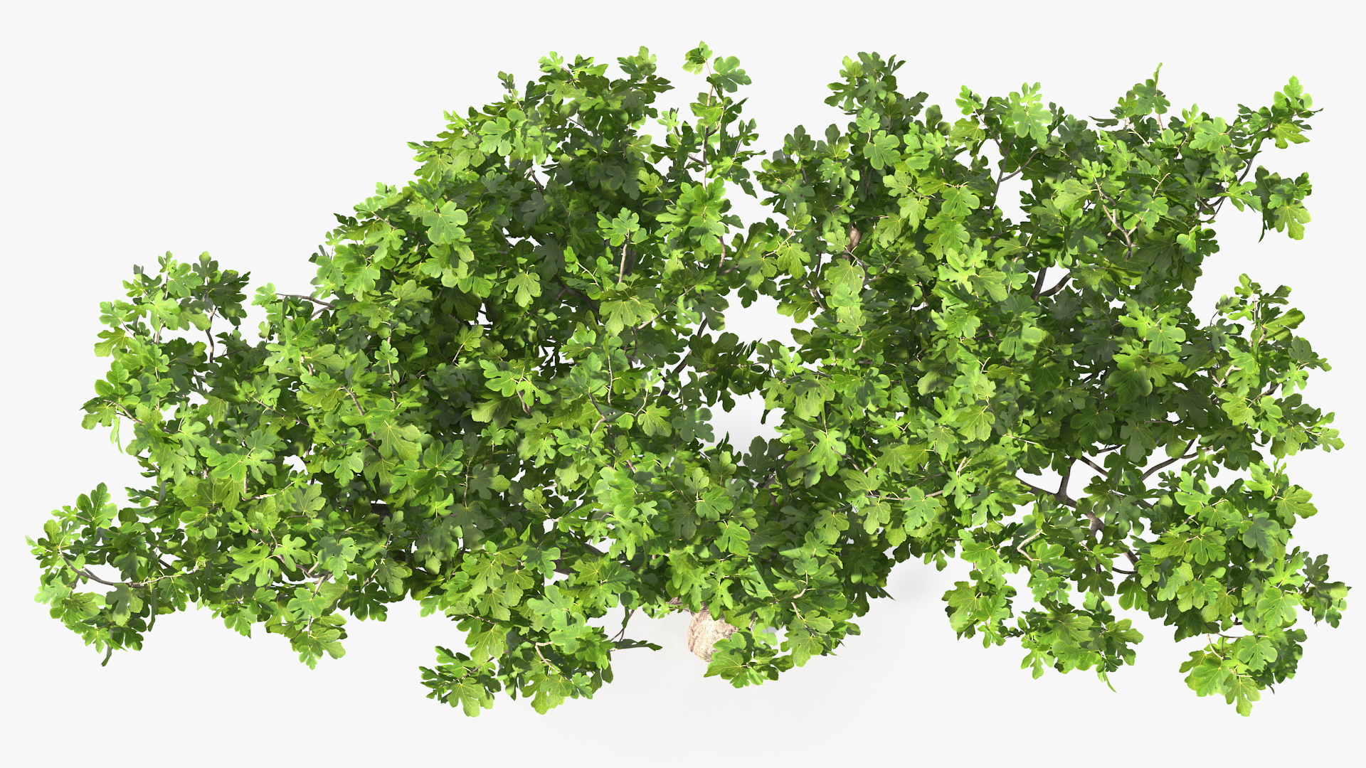 Big Fig Tree 3D