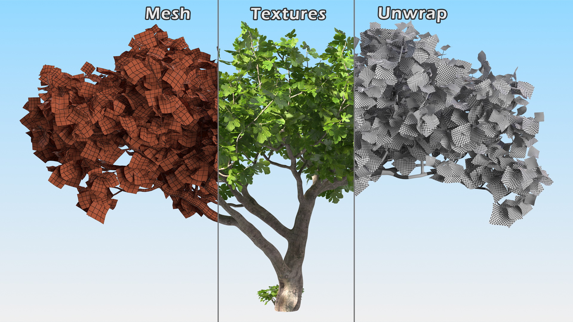 Big Fig Tree 3D