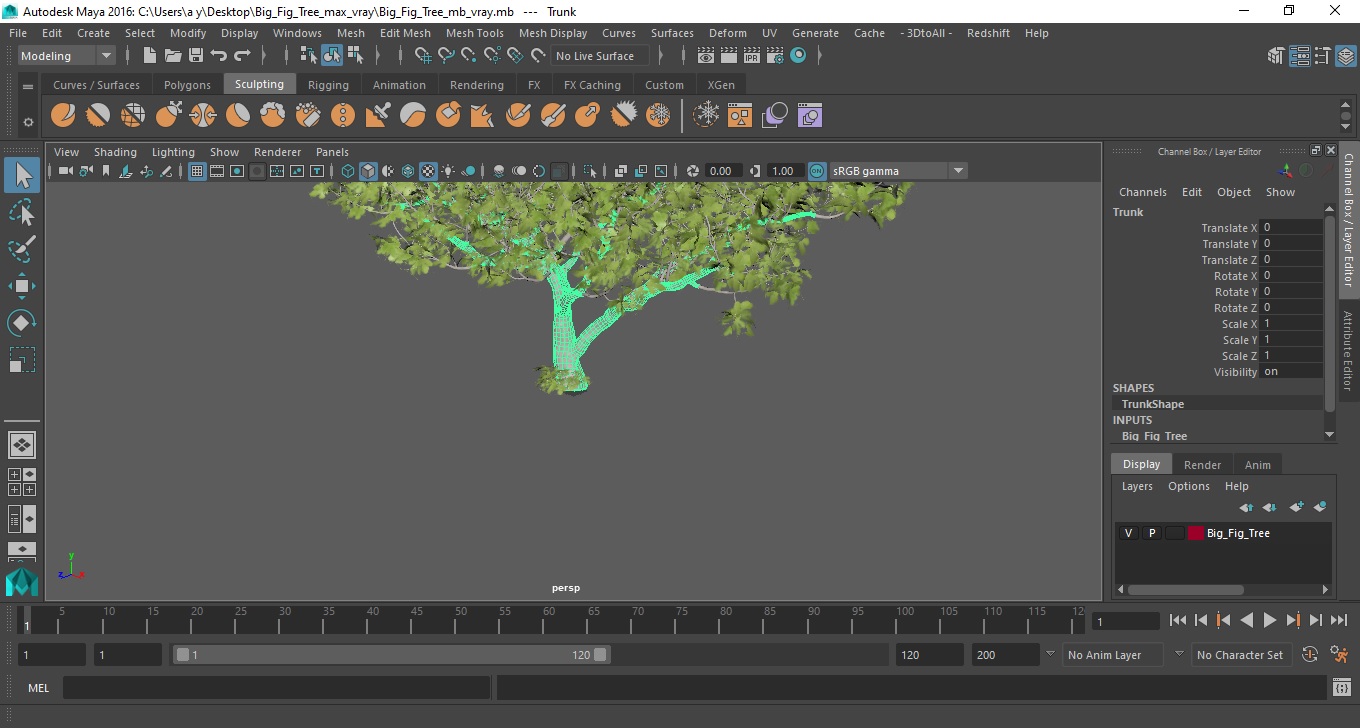 Big Fig Tree 3D