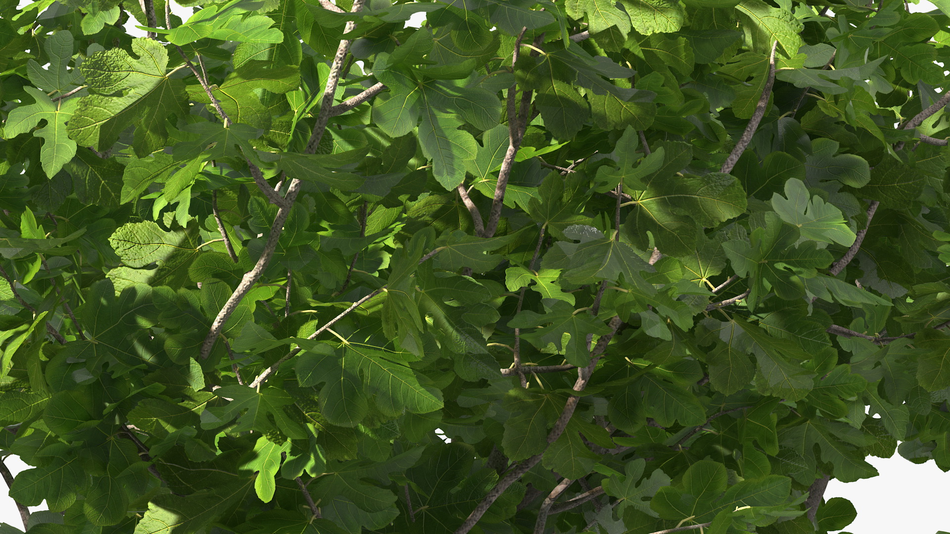Big Fig Tree 3D
