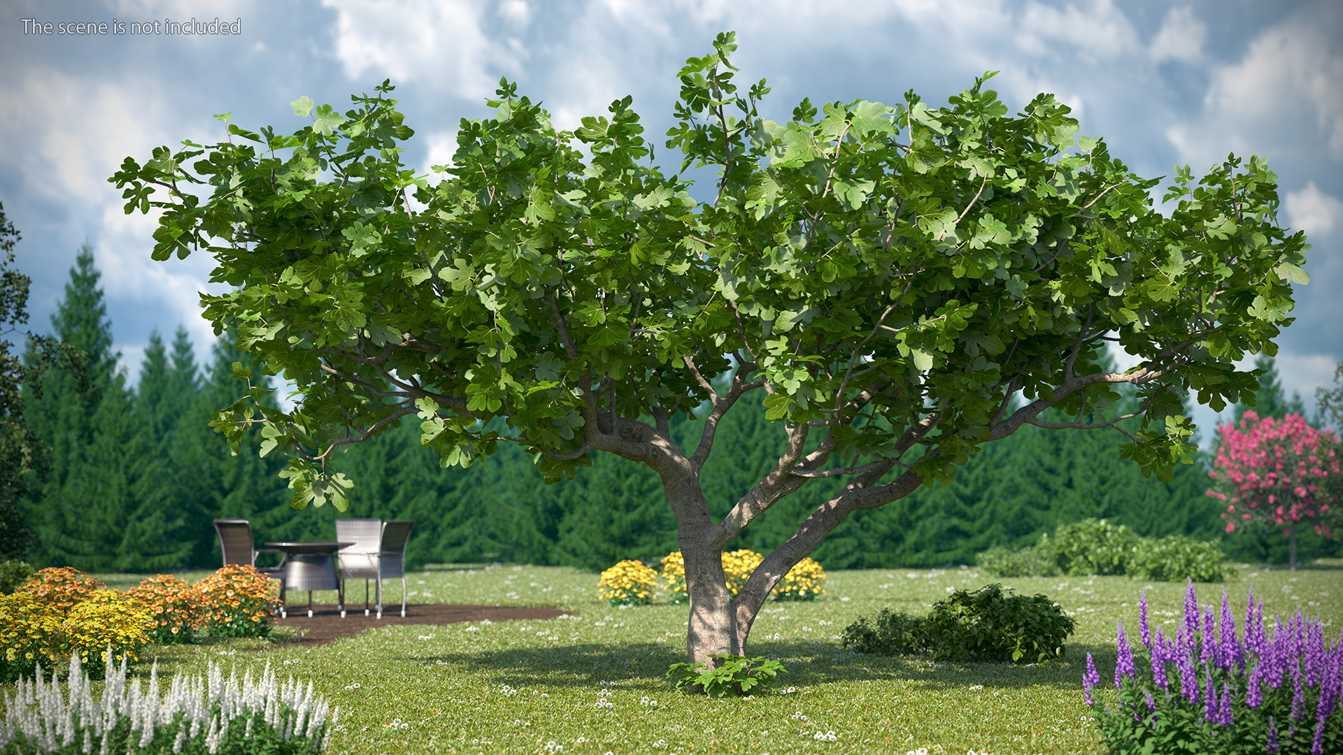Big Fig Tree 3D