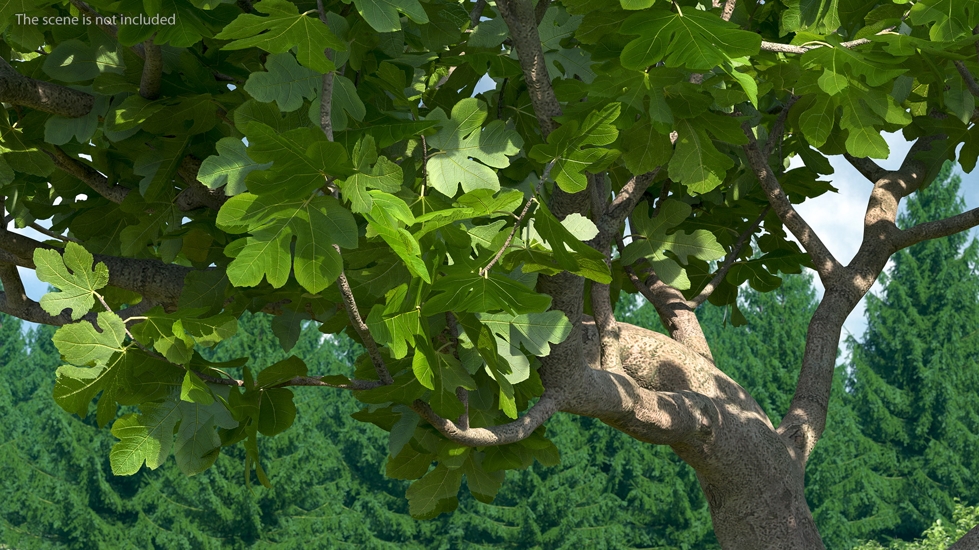 Big Fig Tree 3D