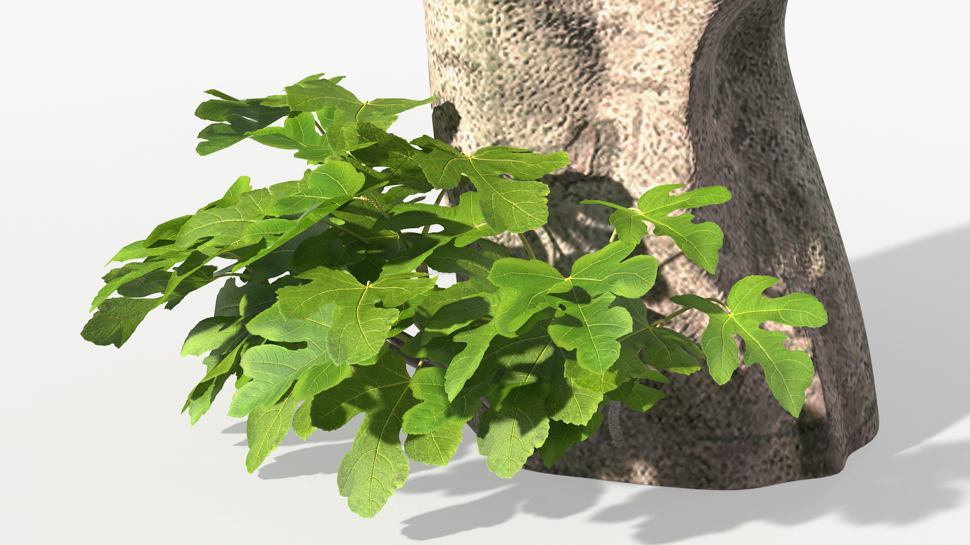 Big Fig Tree 3D