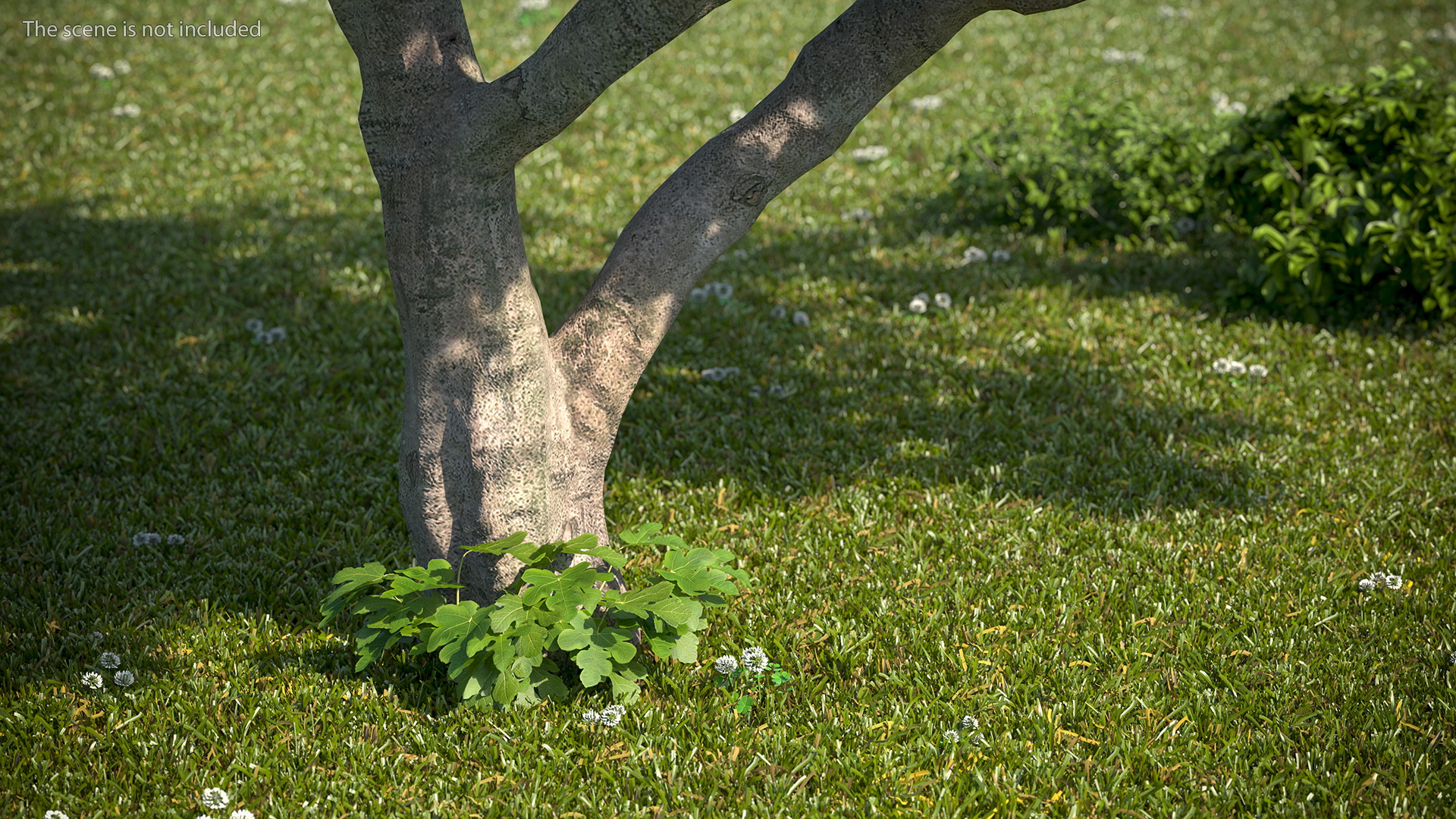 Big Fig Tree 3D