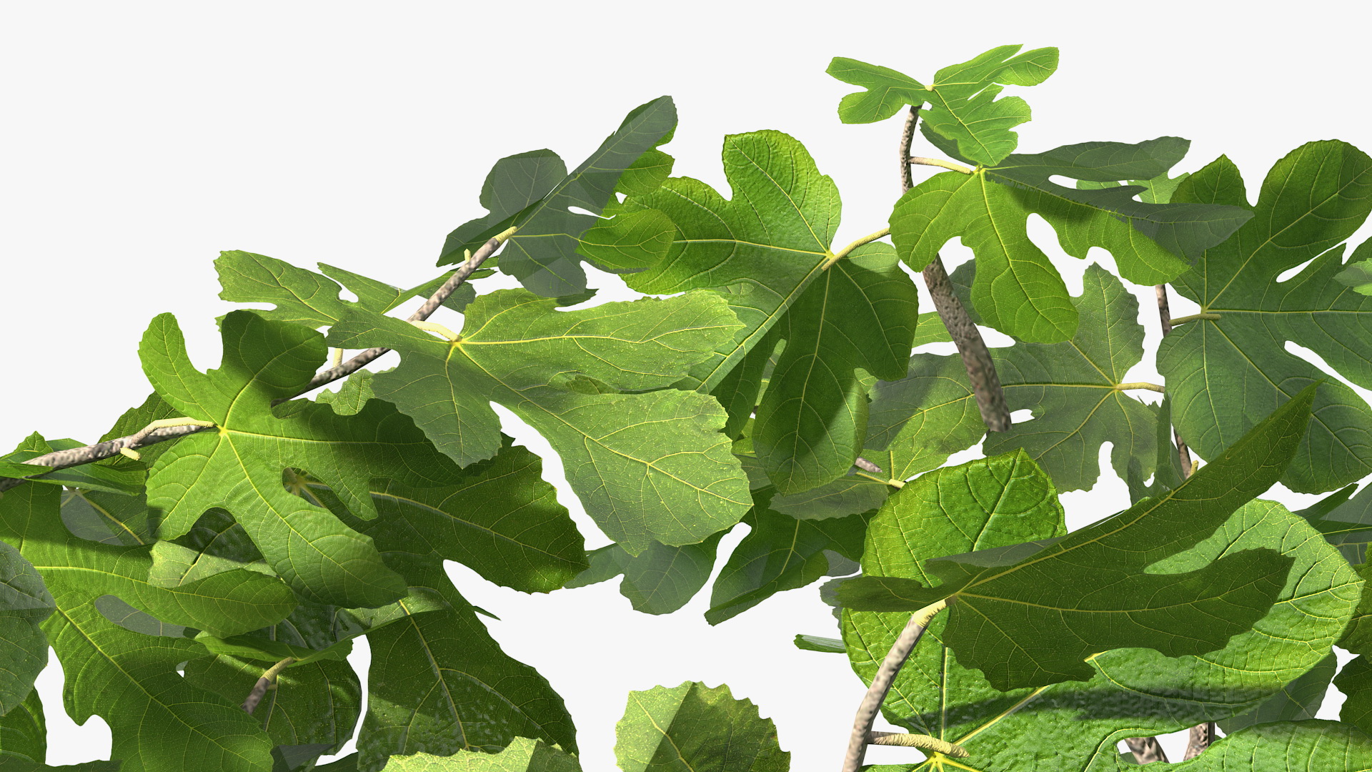 Big Fig Tree 3D