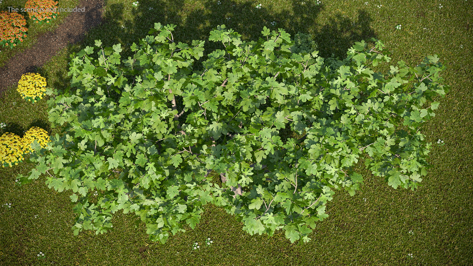 Big Fig Tree 3D