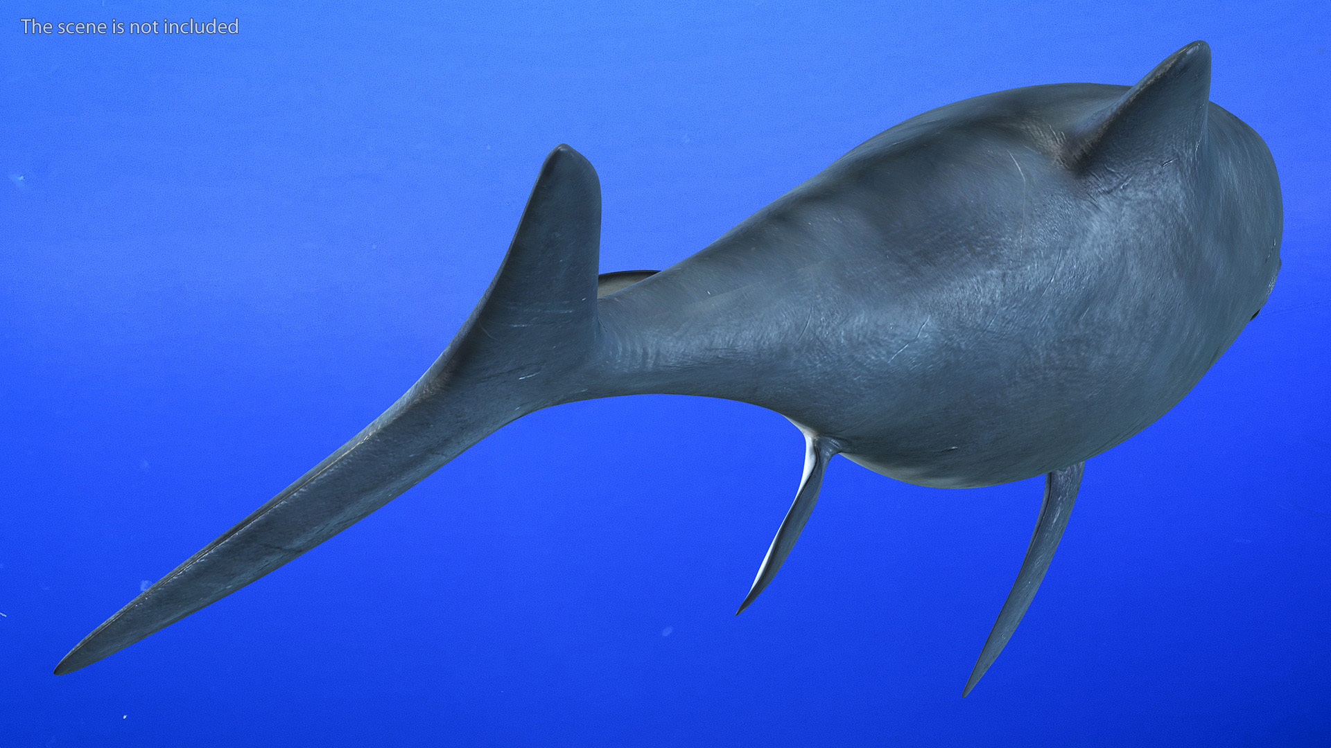 3D Ichthyosaur