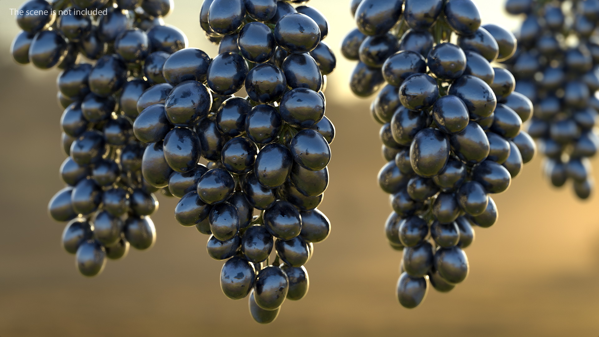 3D Cluster of Black Grapes model