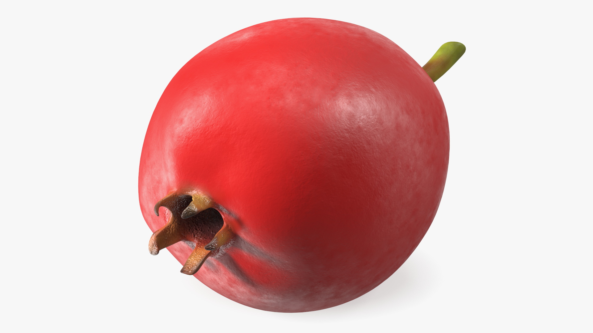 Hawthorn Berry 3D model