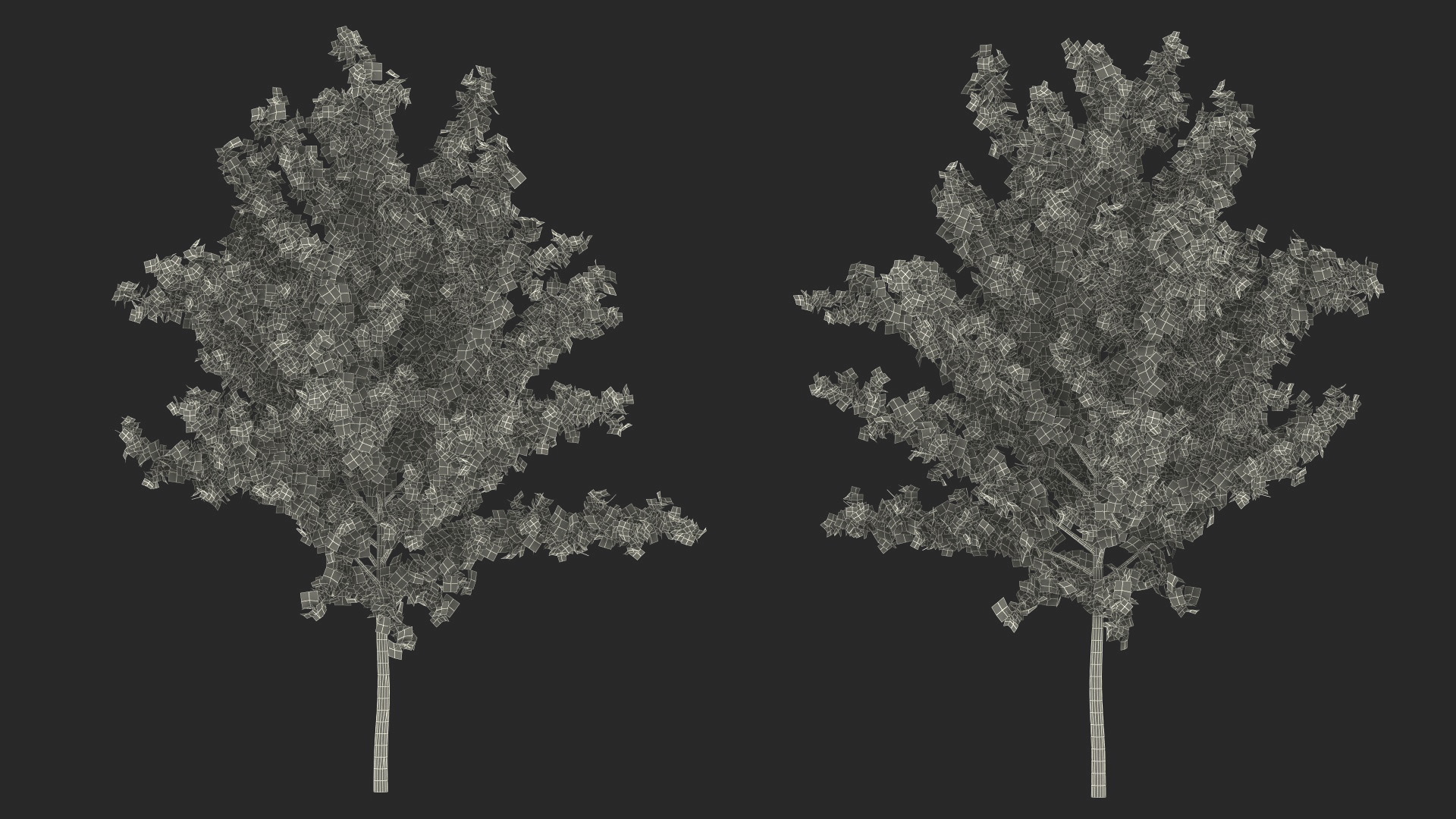3D model Realistic Young Red Maple Tree