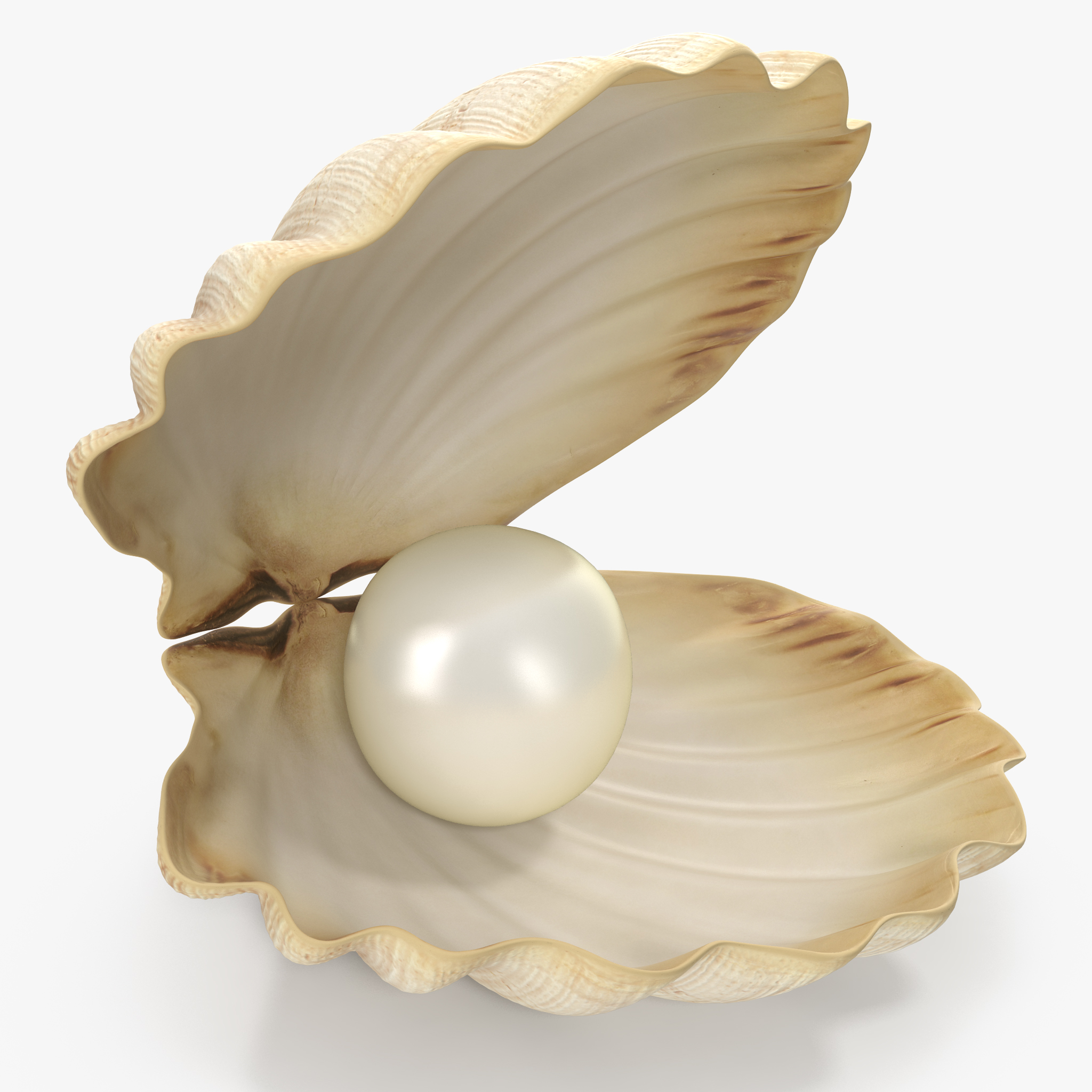 Sea Shell With Pearl, view 3