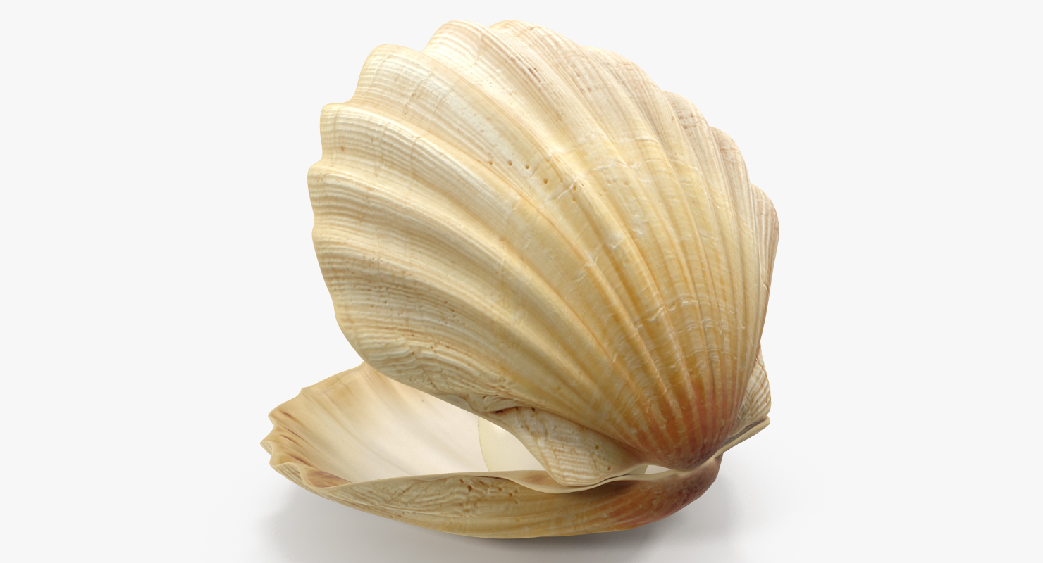 3D model Sea Shell With Pearl