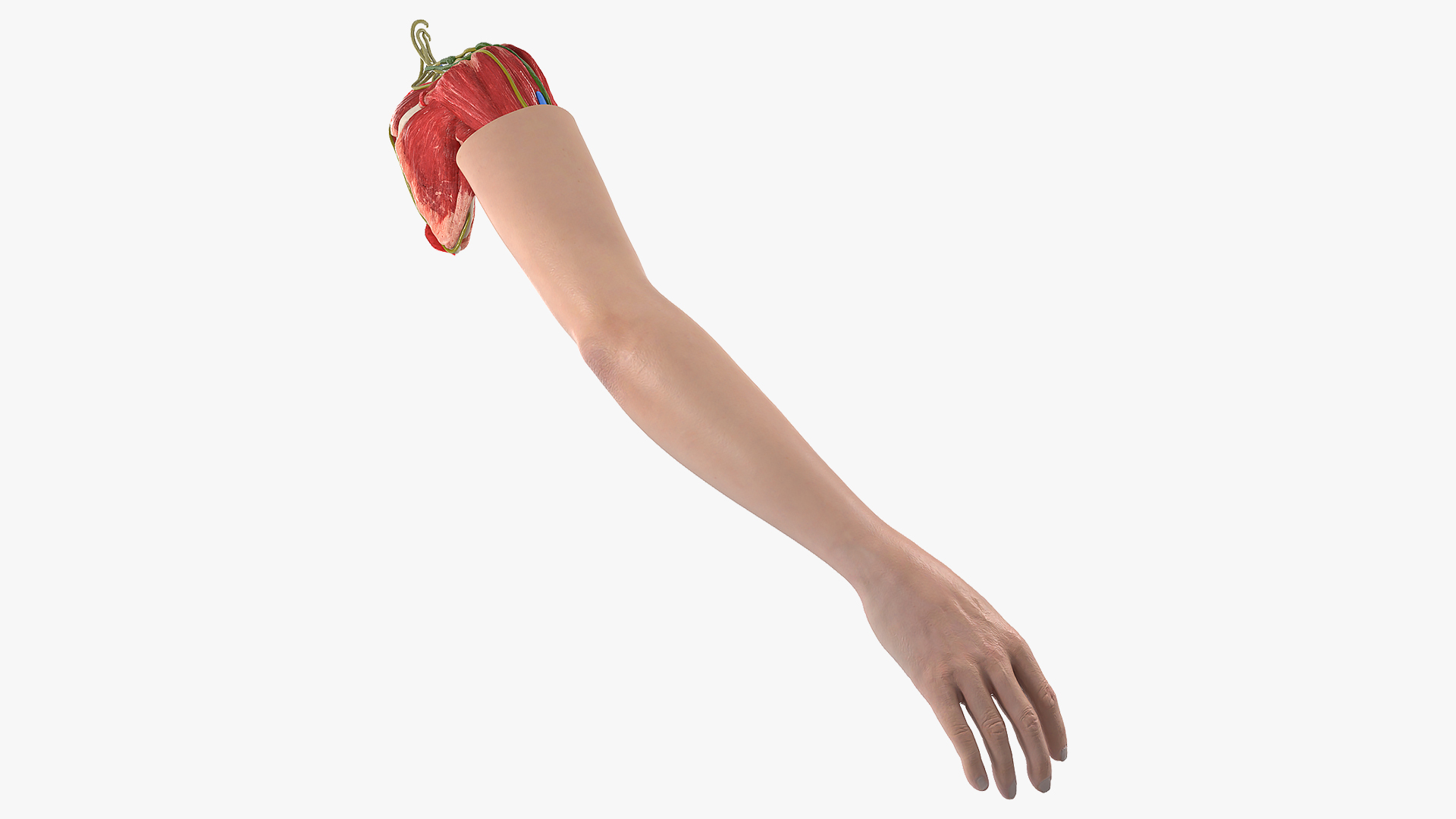 3D Arm Skin and Anatomy Asian Female model