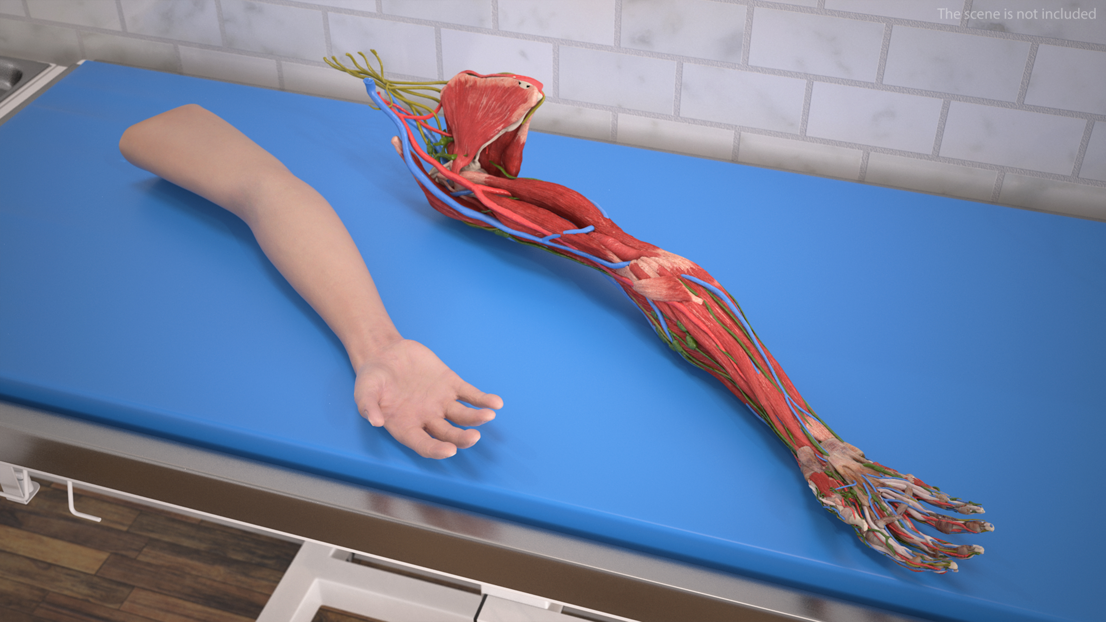 3D Arm Skin and Anatomy Asian Female model