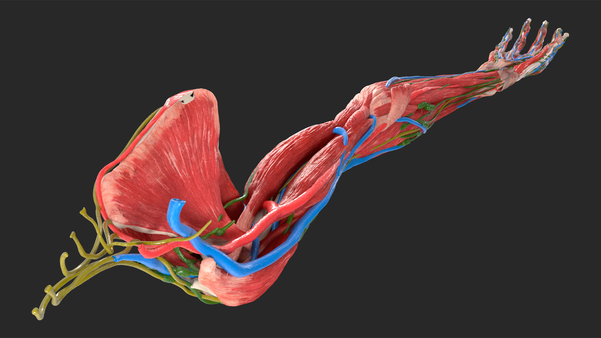 3D Arm Skin and Anatomy Asian Female model