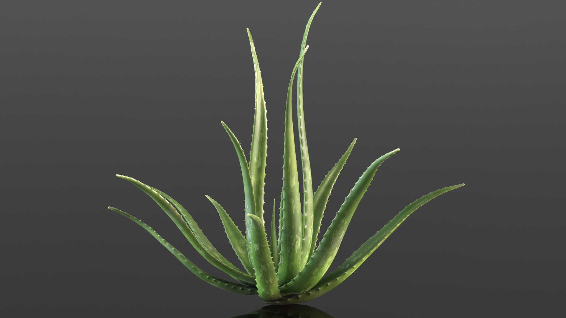 Aloe Bush 3D model