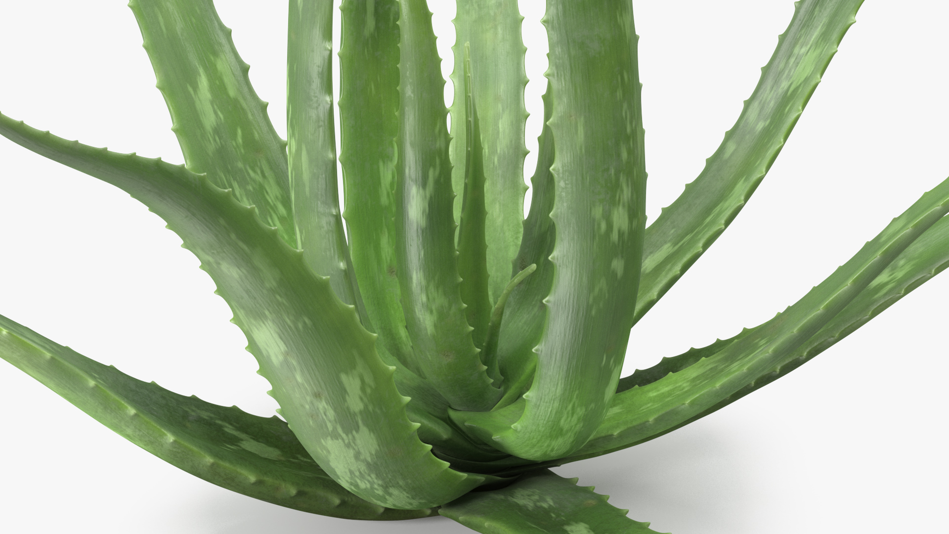 Aloe Bush 3D model
