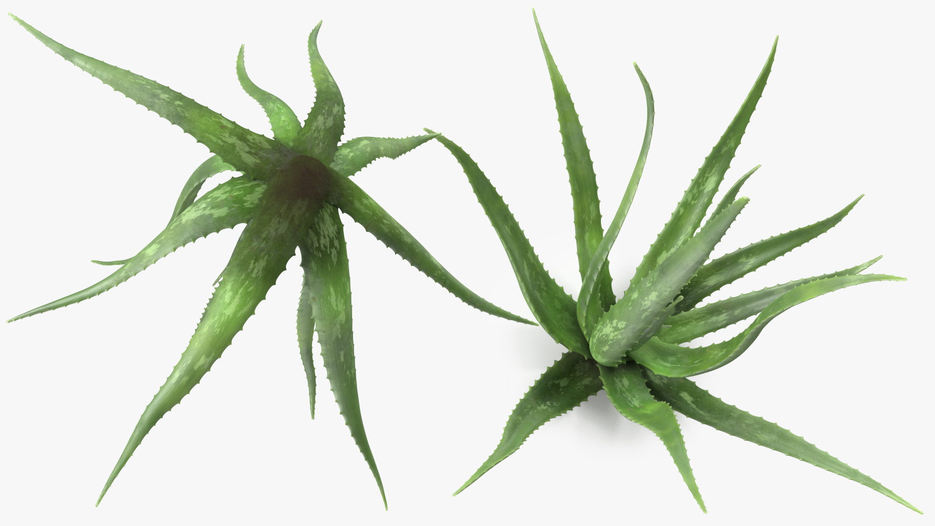 Aloe Bush 3D model
