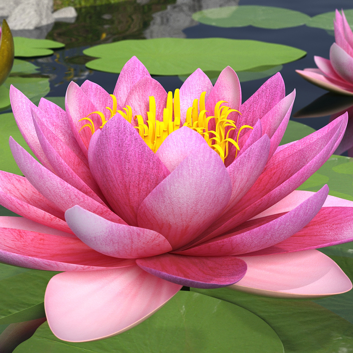 Blooming Nymphaea Siam Violet