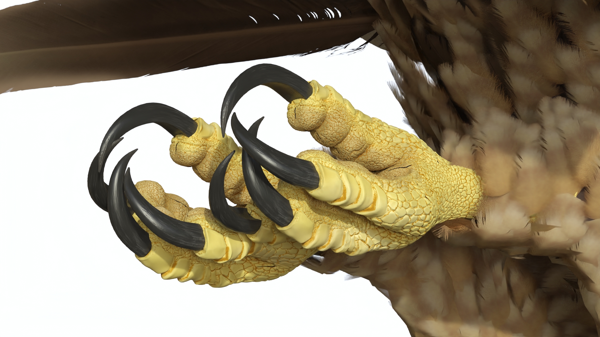 3D Aquila Heliaca Flying