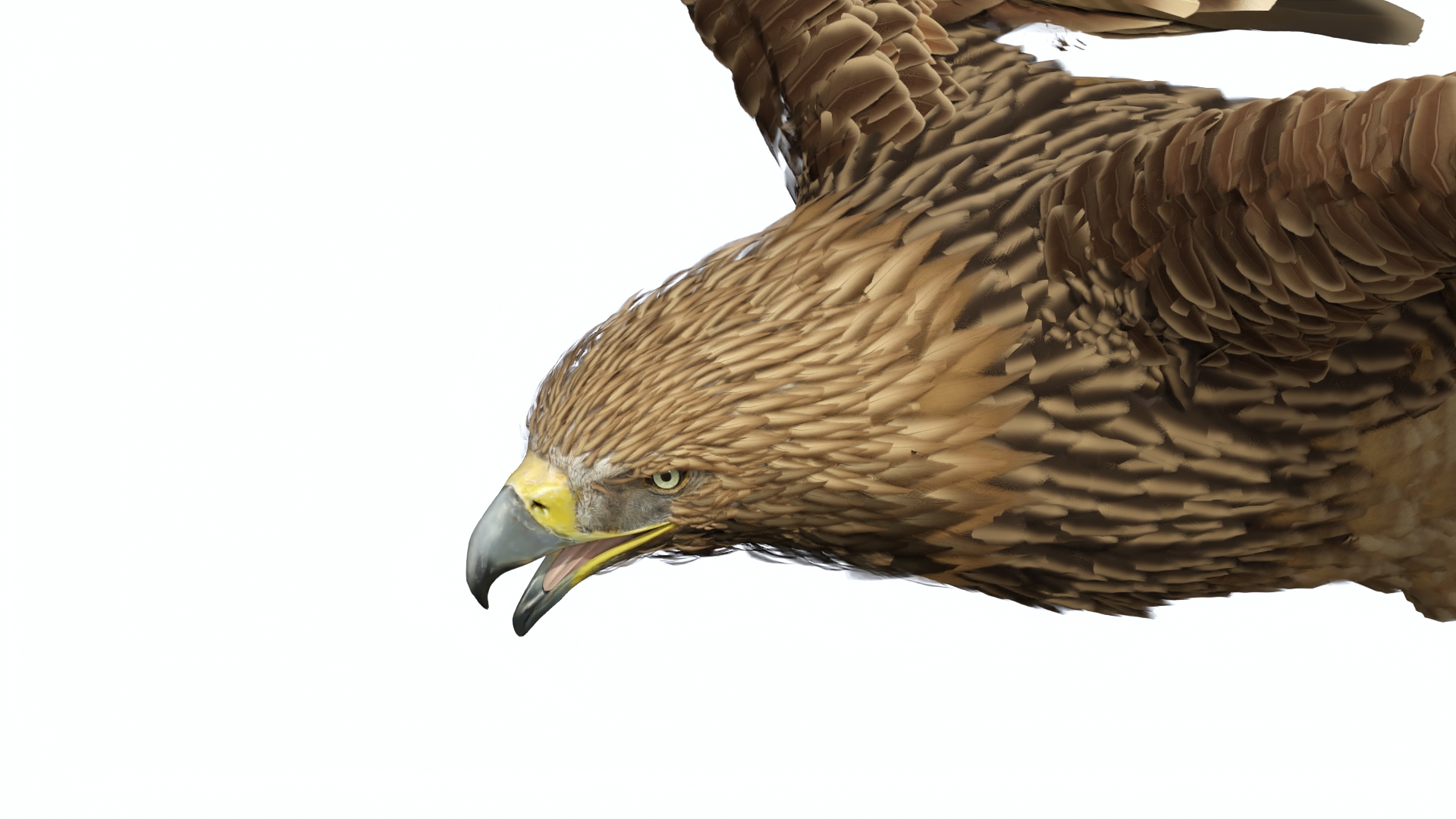 3D Aquila Heliaca Flying