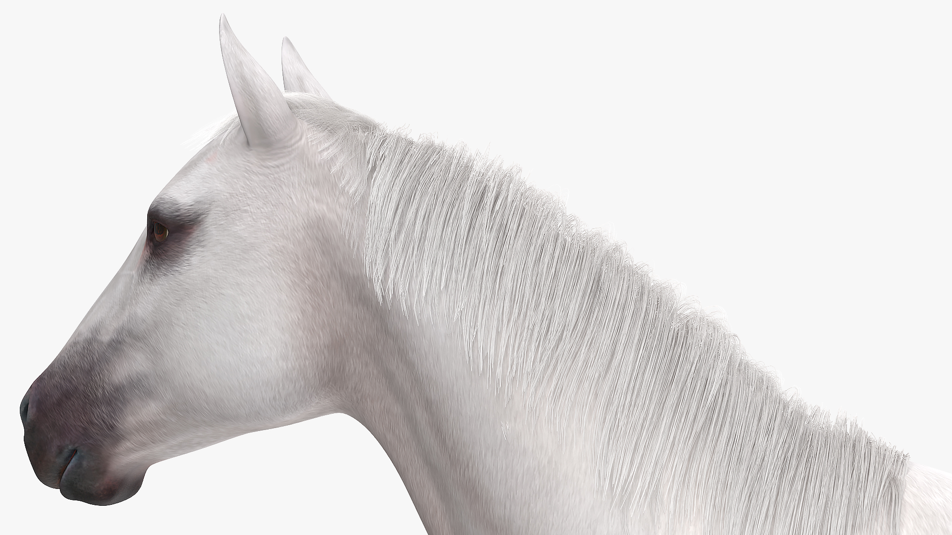 3D model White Horse Fur