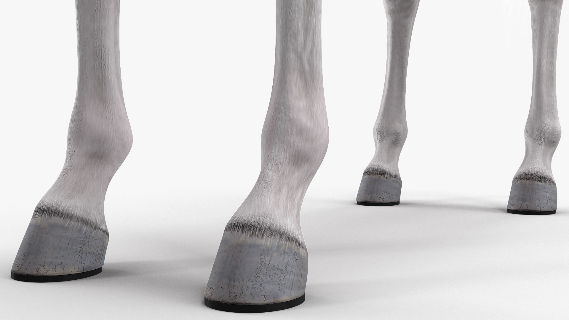3D model White Horse Fur