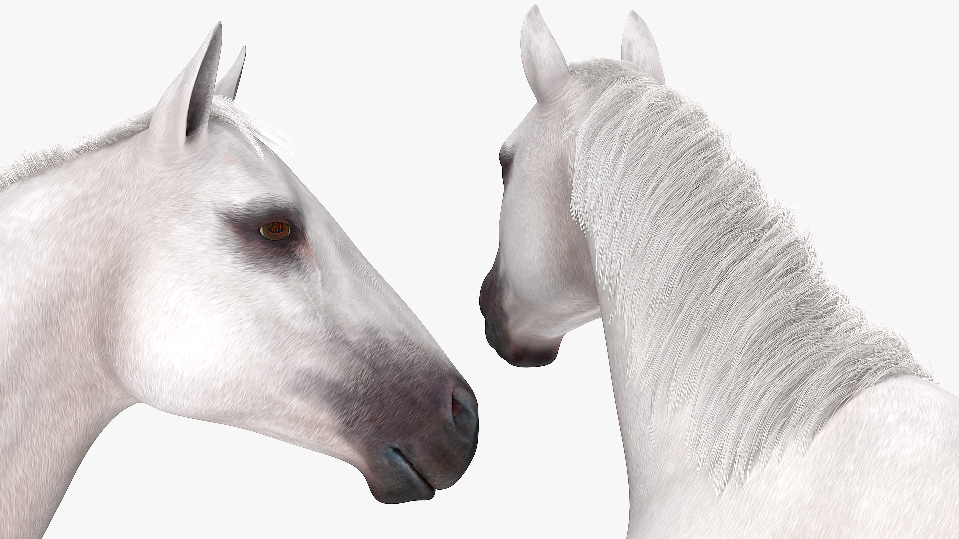 3D model White Horse Fur