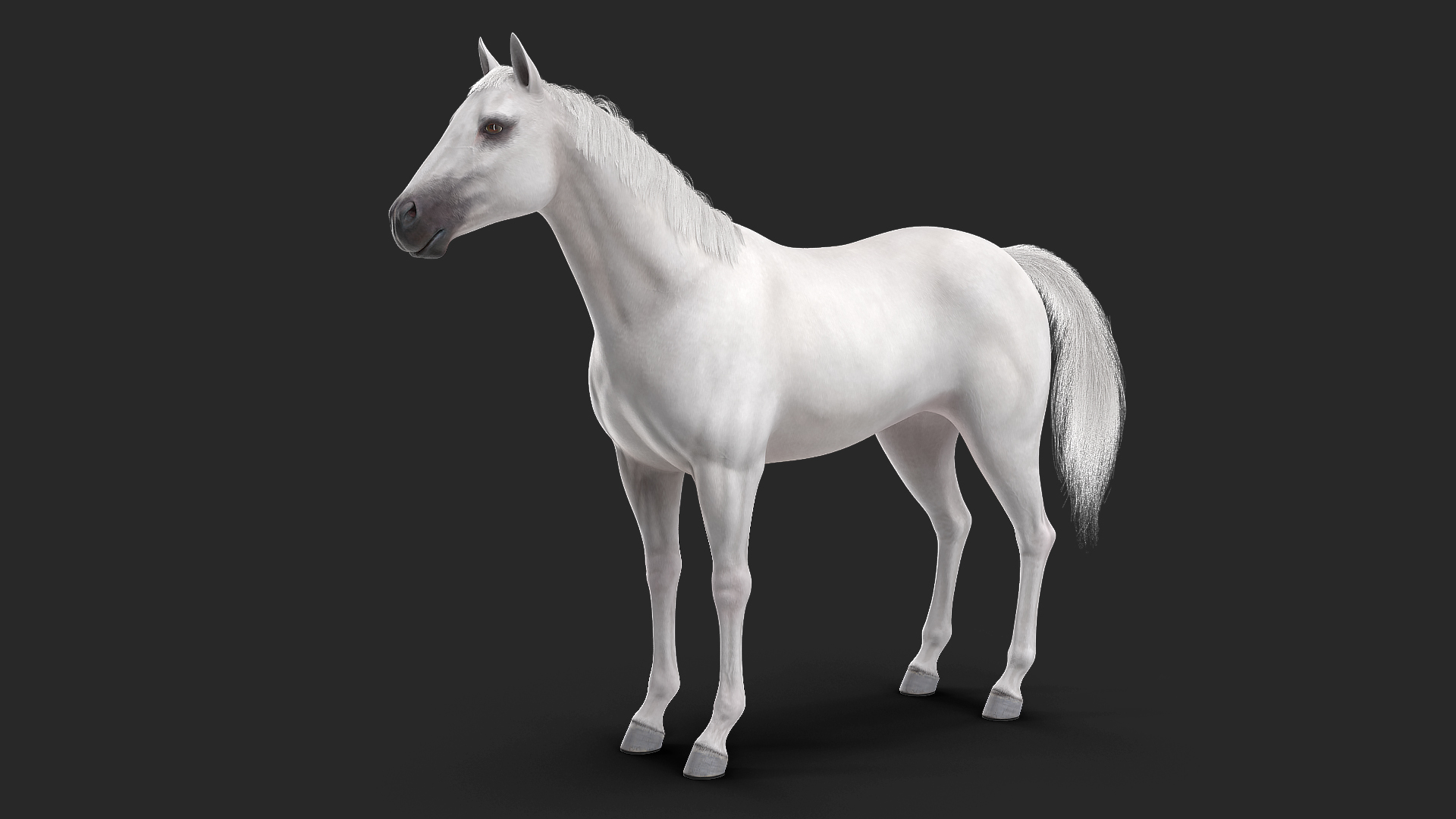3D model White Horse Fur