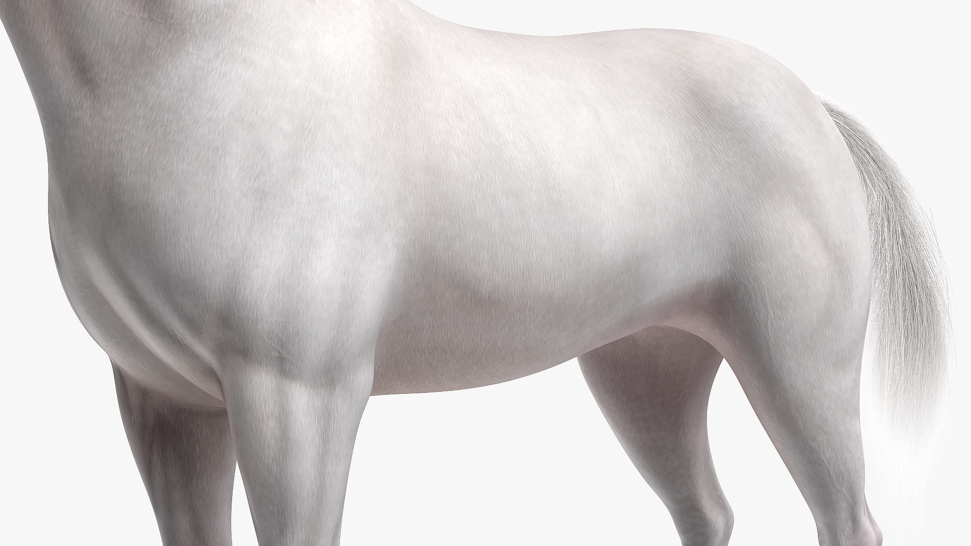 3D model White Horse Fur