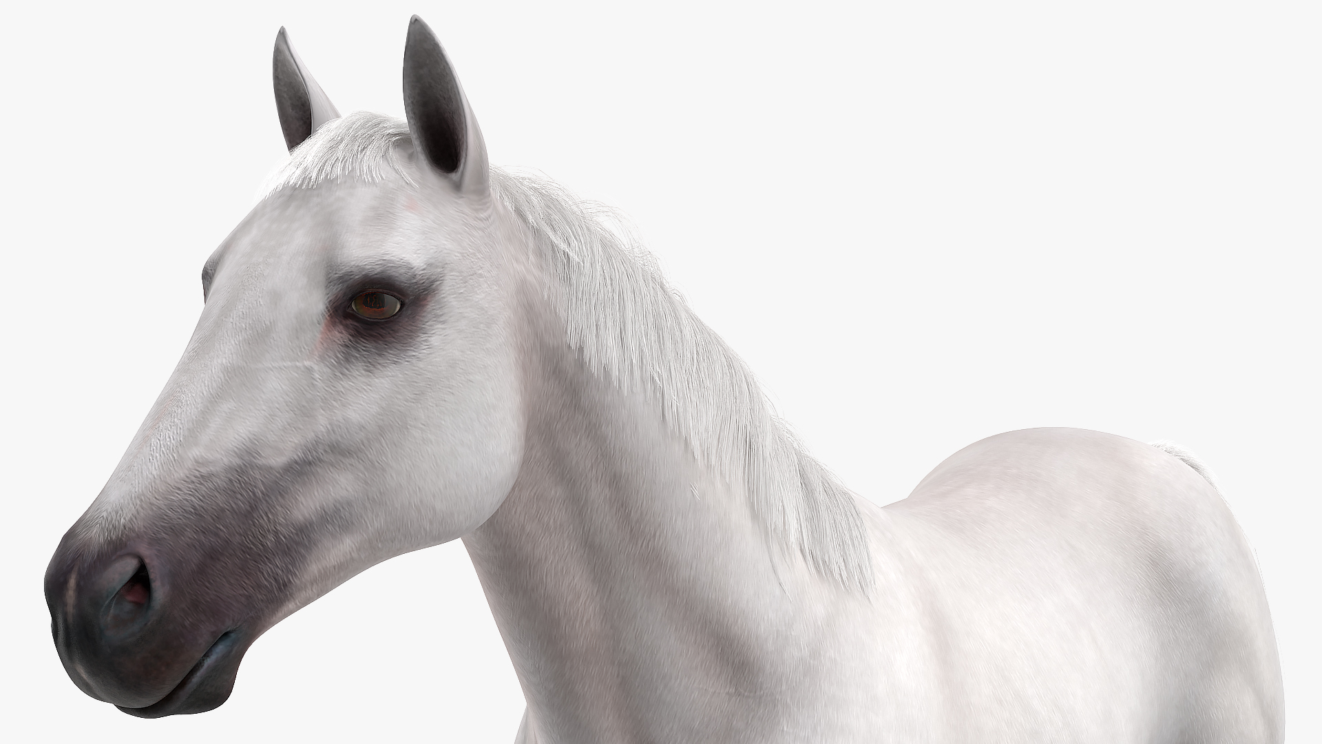 3D model White Horse Fur