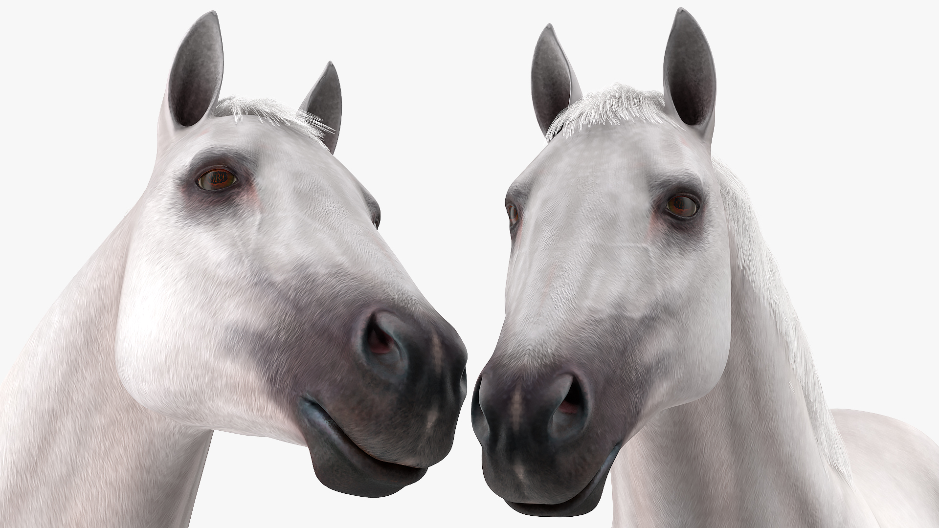 3D model White Horse Fur