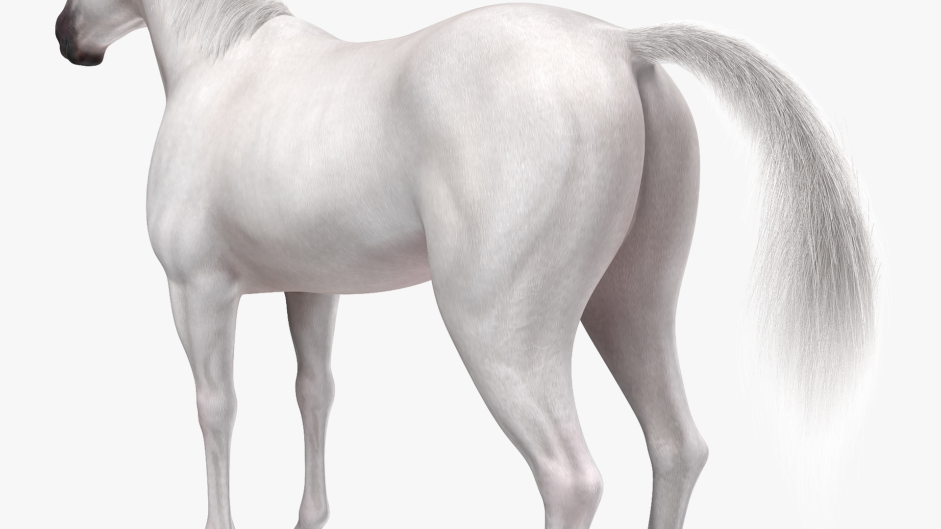 3D model White Horse Fur