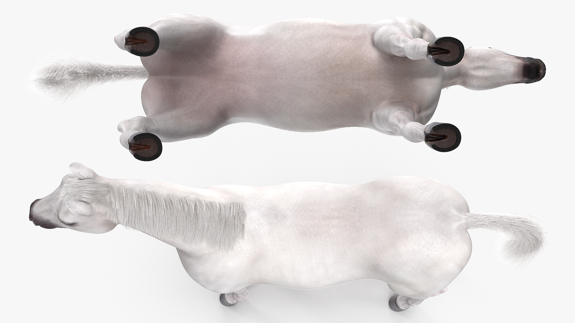 3D model White Horse Fur