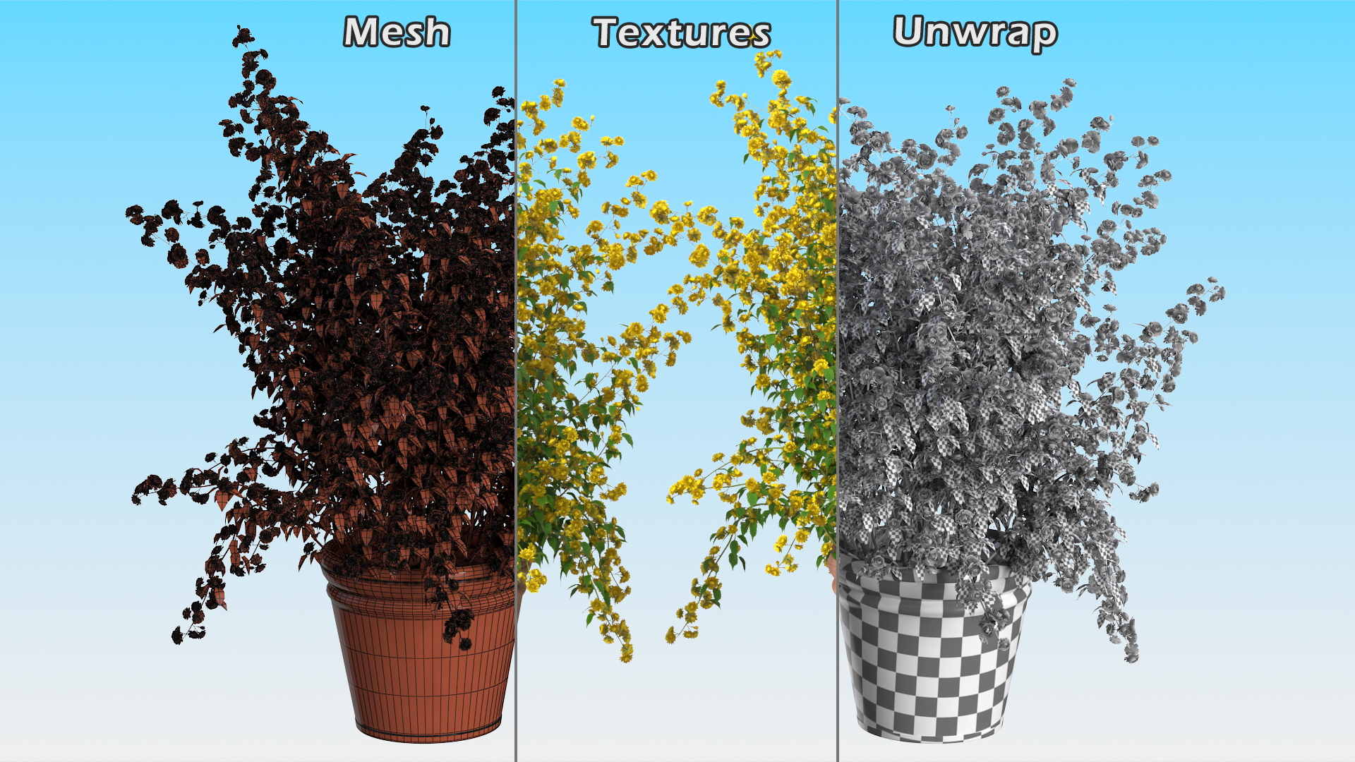 Japanese Kerria in Flower Pot 3D model